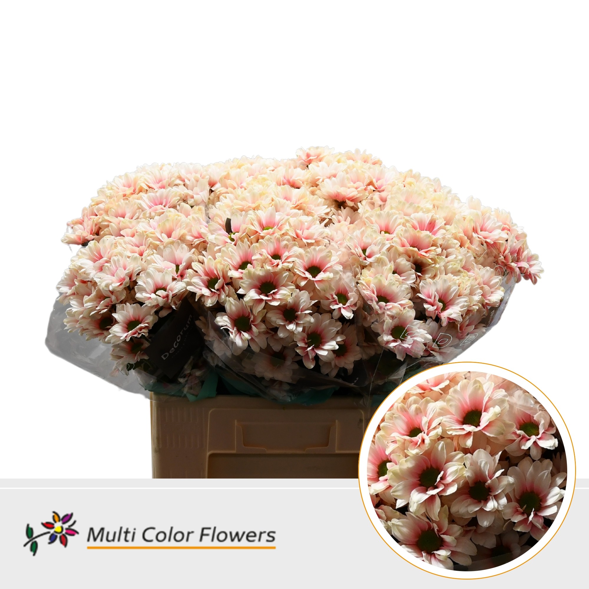 Chrysanth Spray Painted Kennedy Soft Peach 60cm