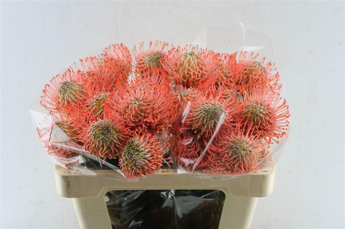 Leuco Co Ayoba Pink