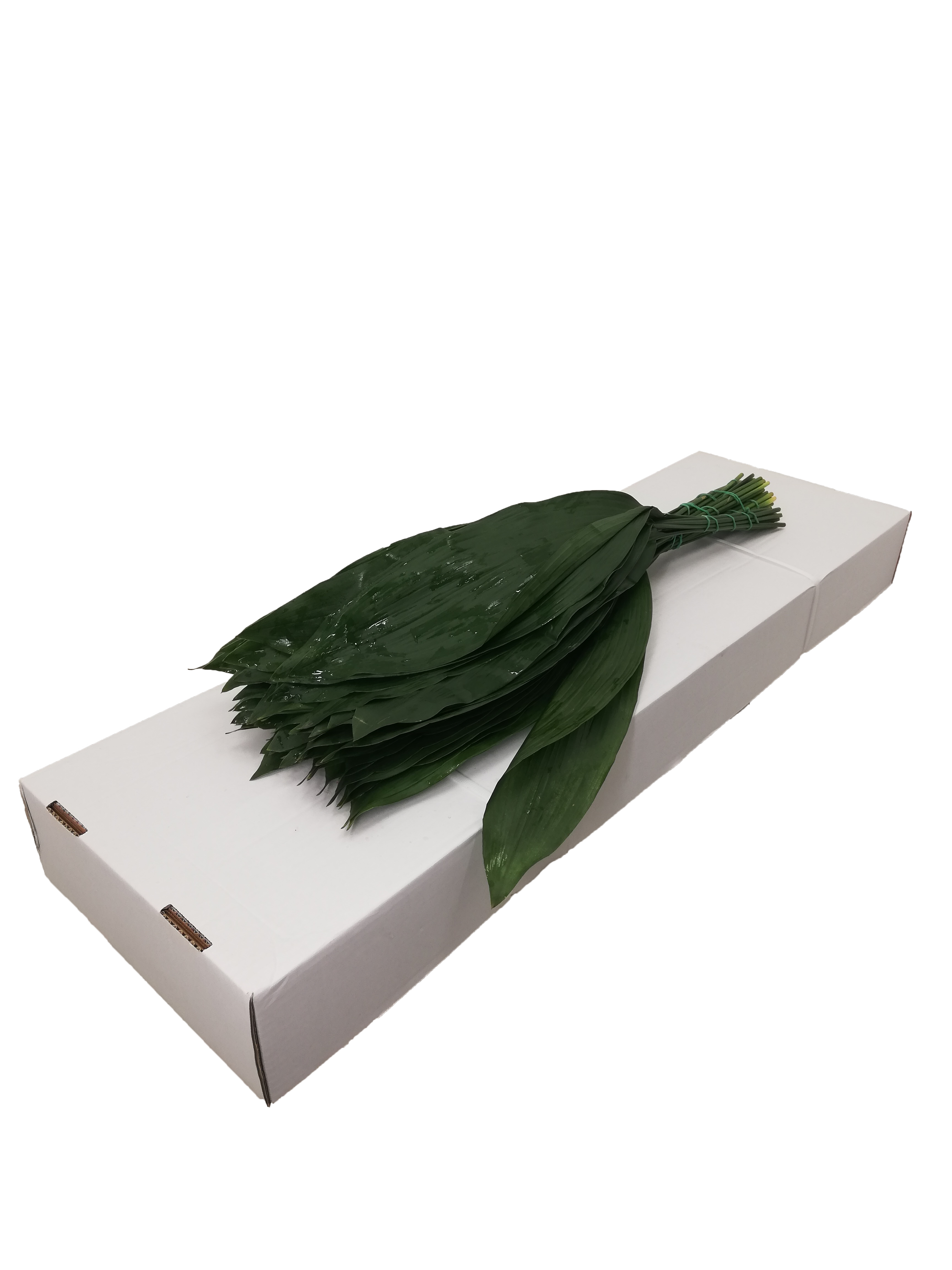 Aspidistra Eliator 70cm