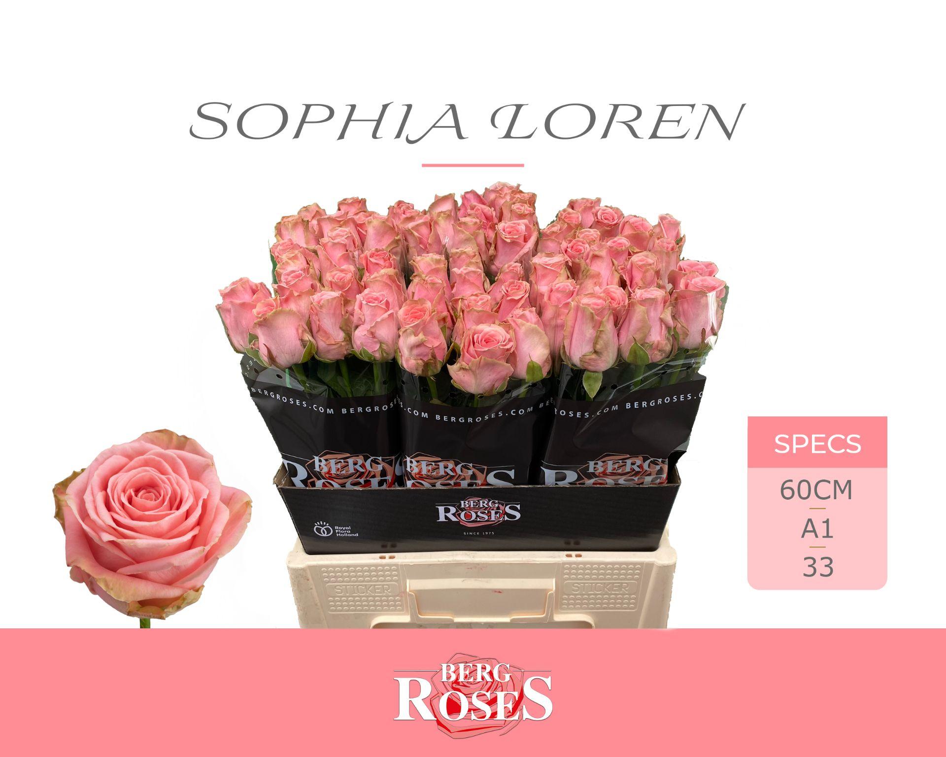 Rosa Sophia Loren 60cm