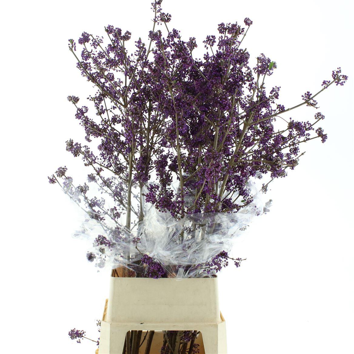 Callicarpa Bod Profu 130 Cm Super
