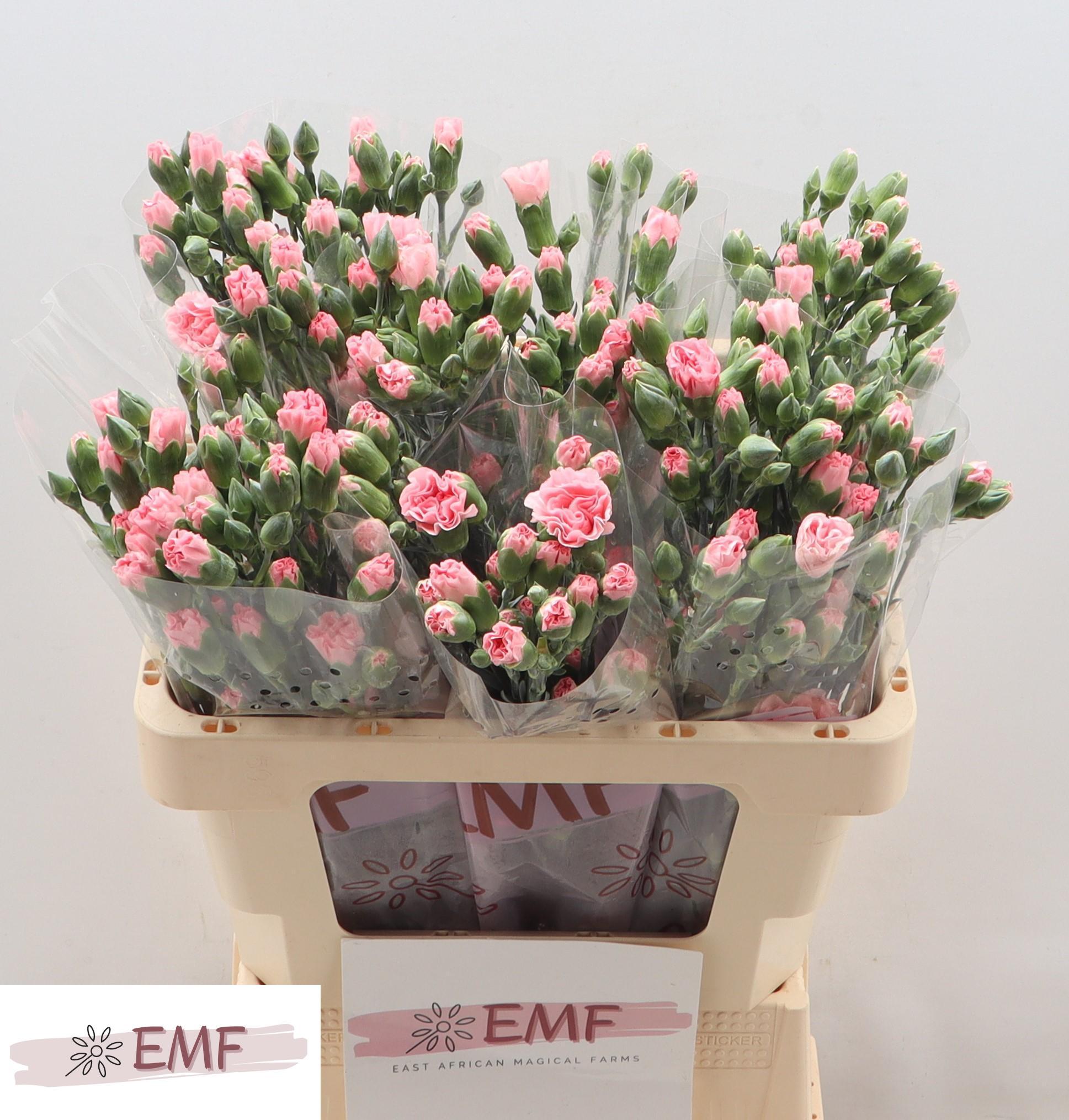 Dianthus Spray Rascal Pink 55cm