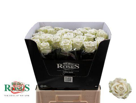 Rosa Waxed 60cm