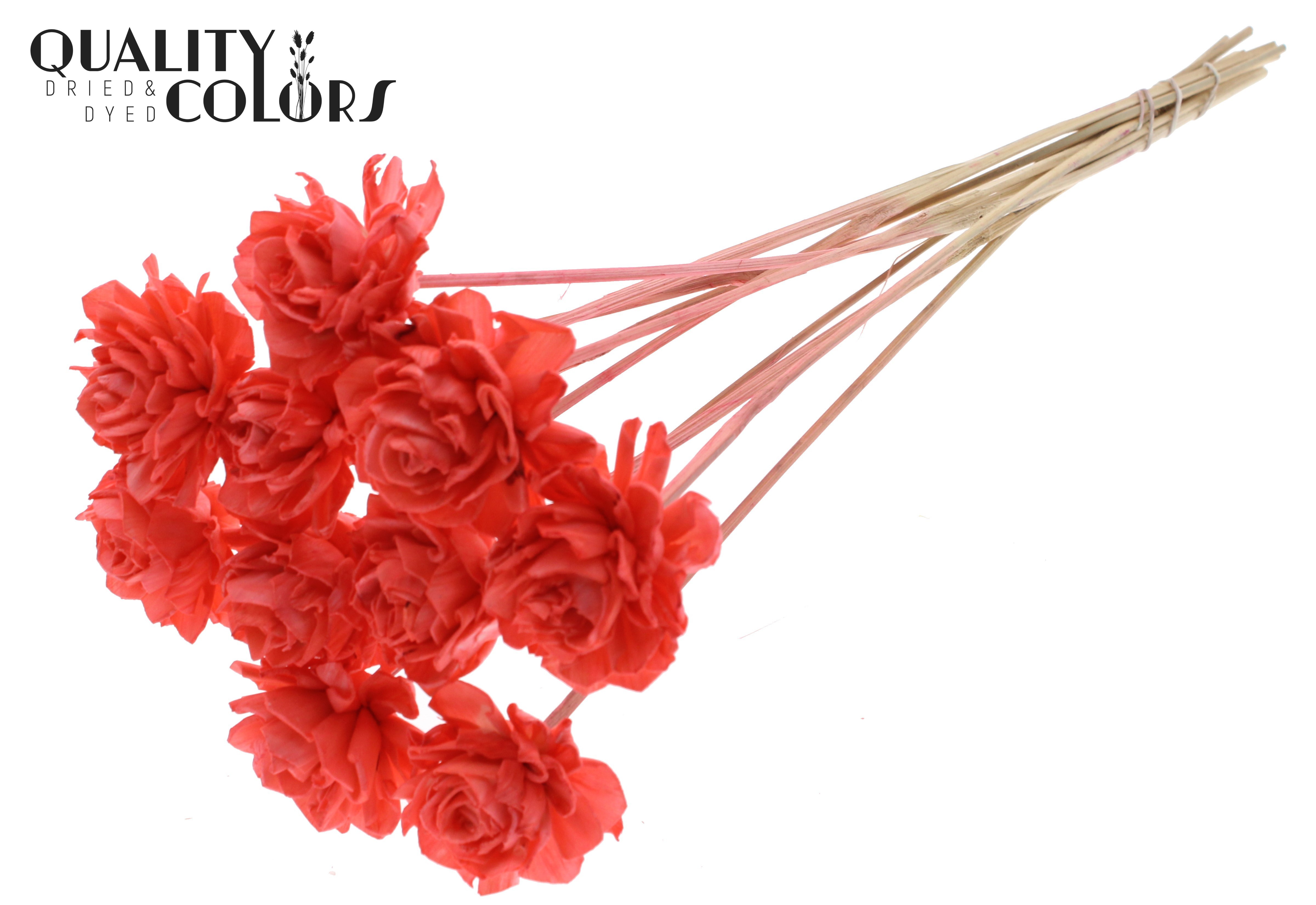 Shola Dhaliya Coral 50cm