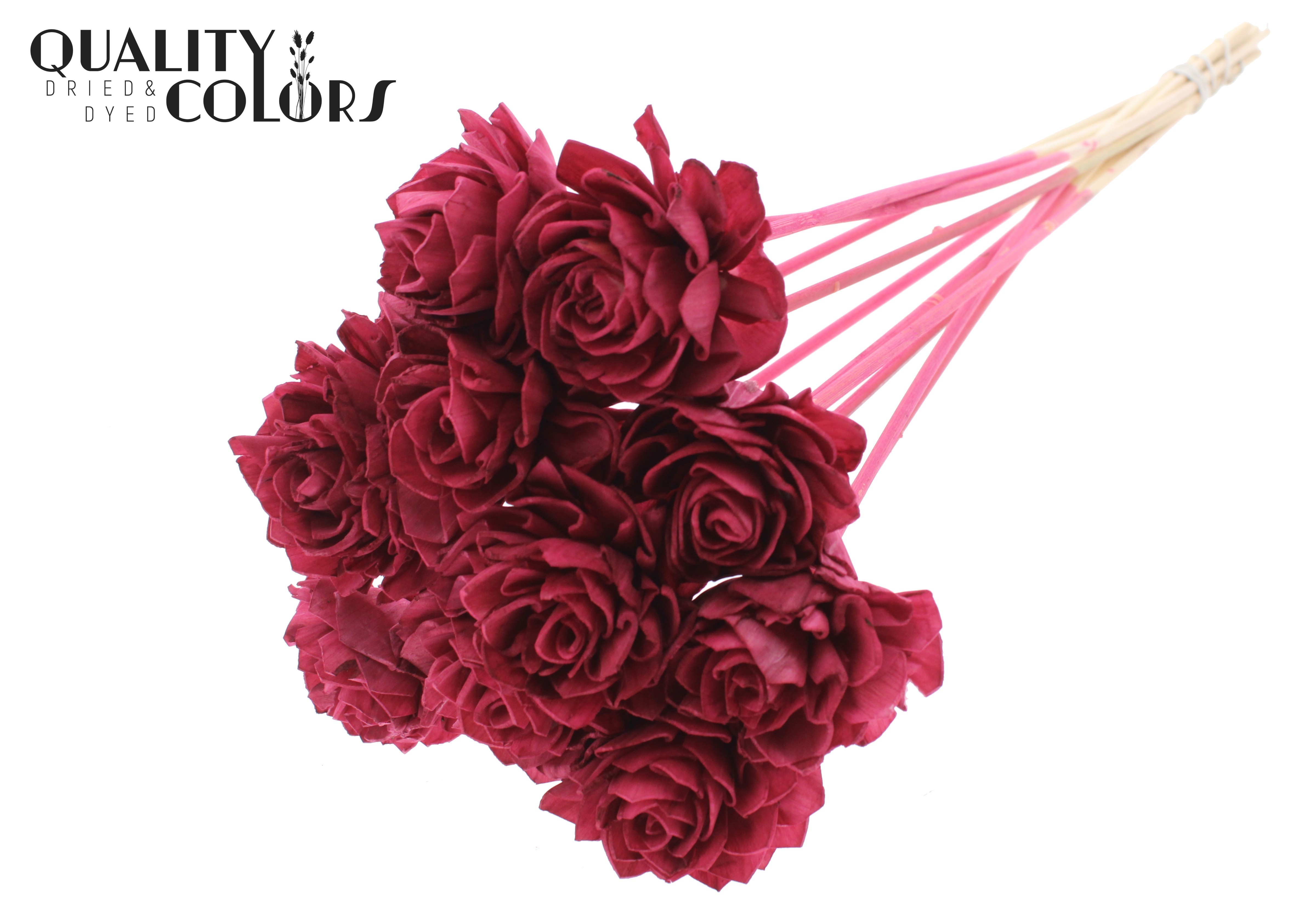 Shola Dhaliya Burgundy 50cm