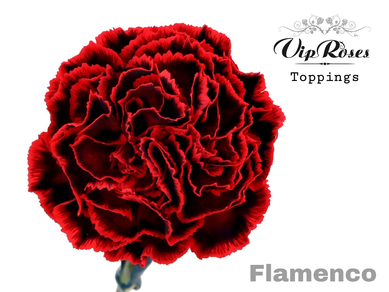 Dianthus Single Painted Flamenco 60cm