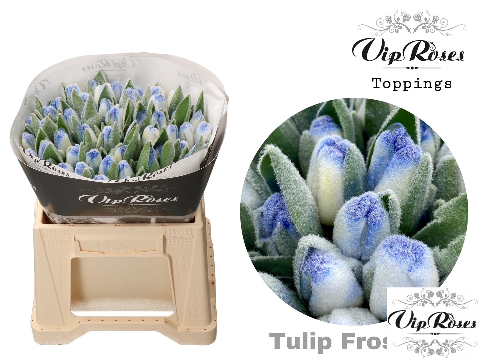 Tulipa En Vip Frost Blue 40cm 38gram