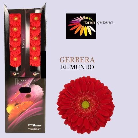 Ge Gr El Mundo Aquabox 80