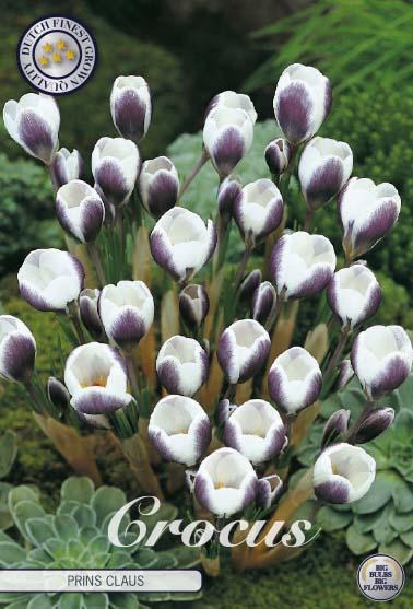 Crocus Chrysanthus Prins Claus X10