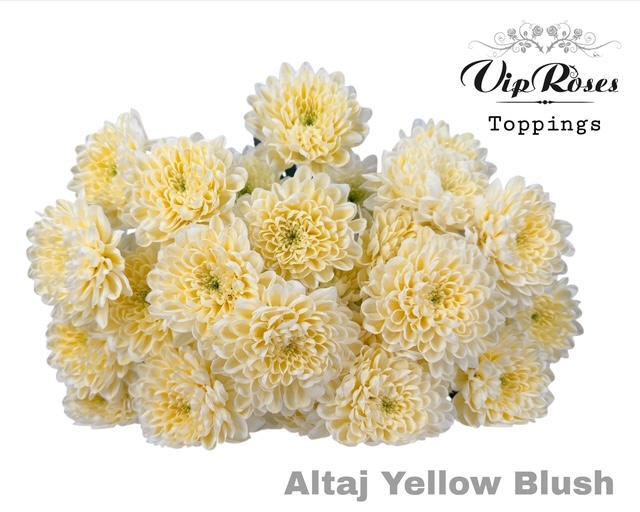 Chr T Altaj Yellow Blush 70 cm