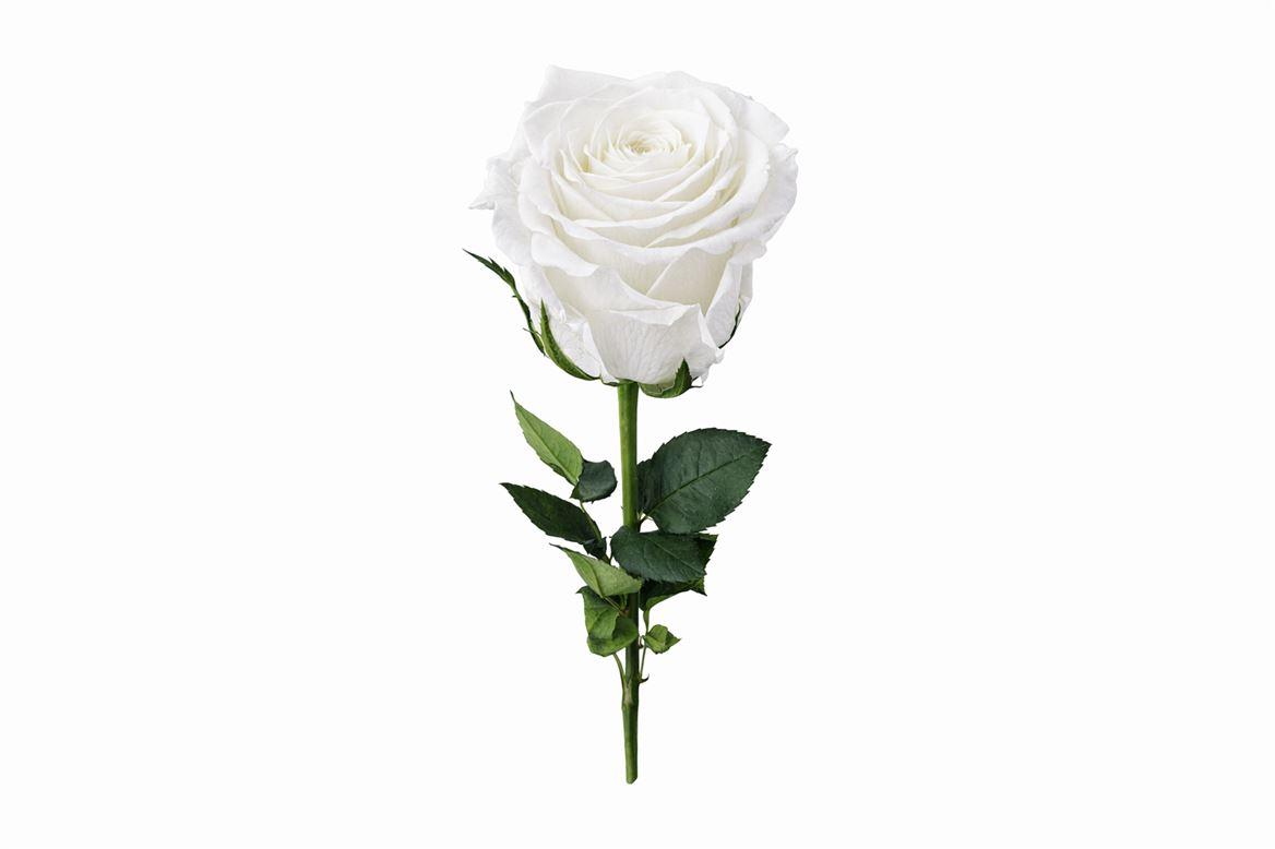 Ro Pres Stem 50cm White