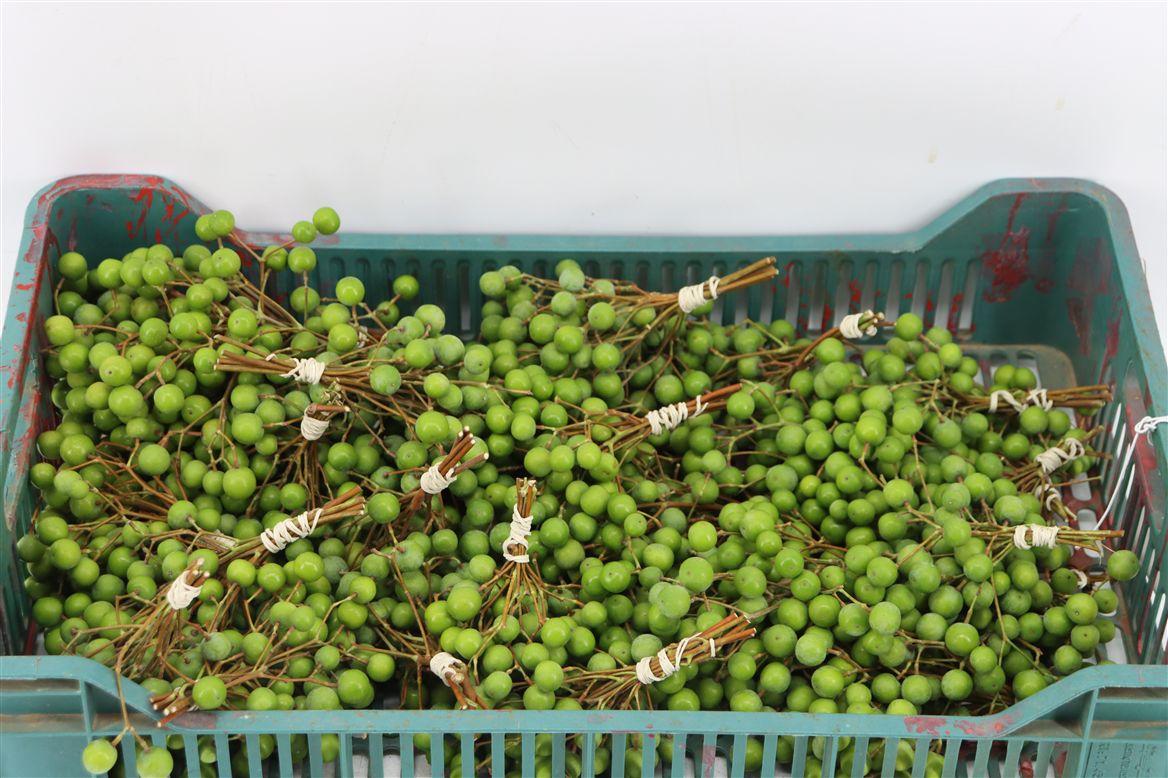 Sier Lilac De Chine P Bunch