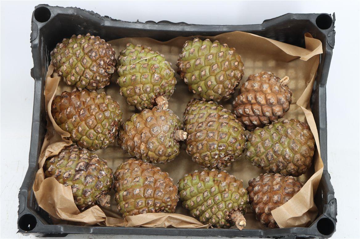 Pinea Groot X12 Crate