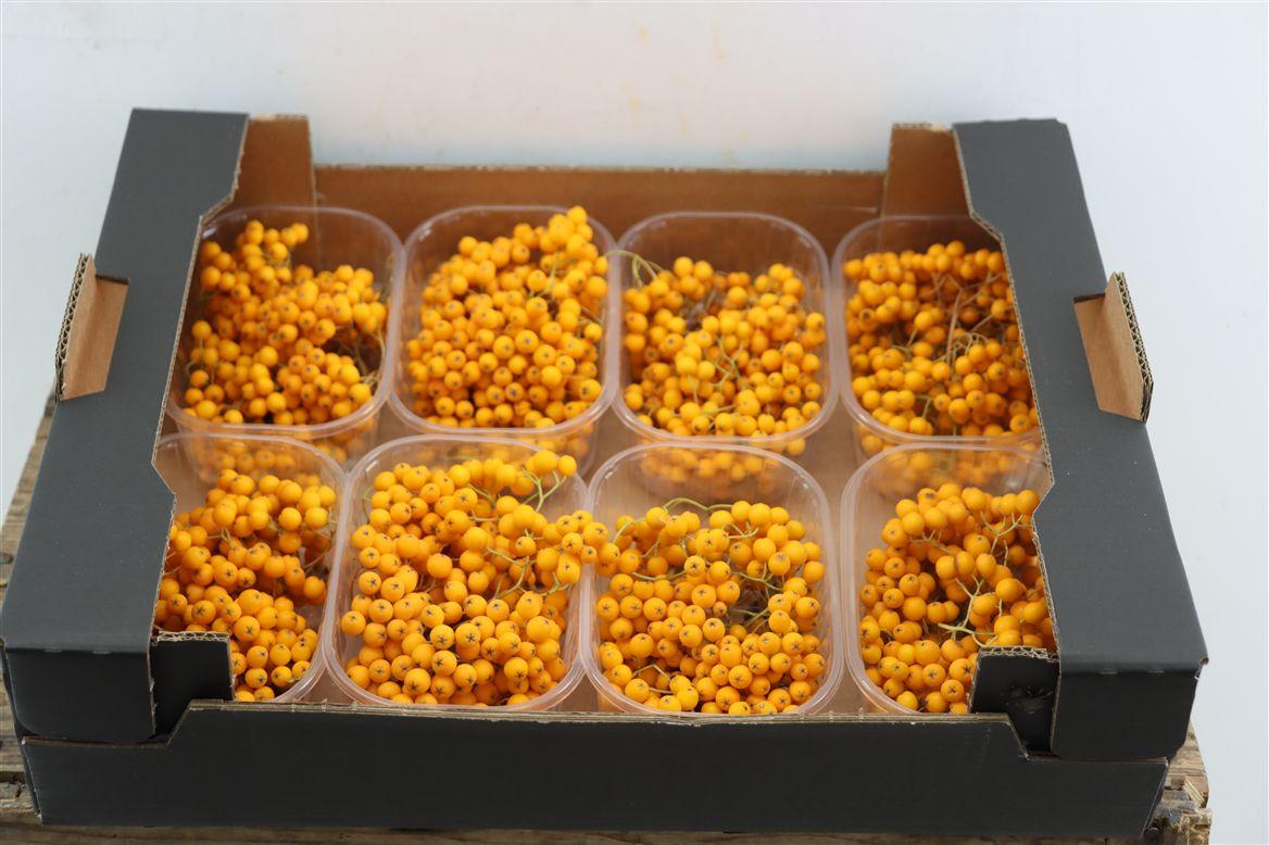 Sier Sorbusbes Yellow X8