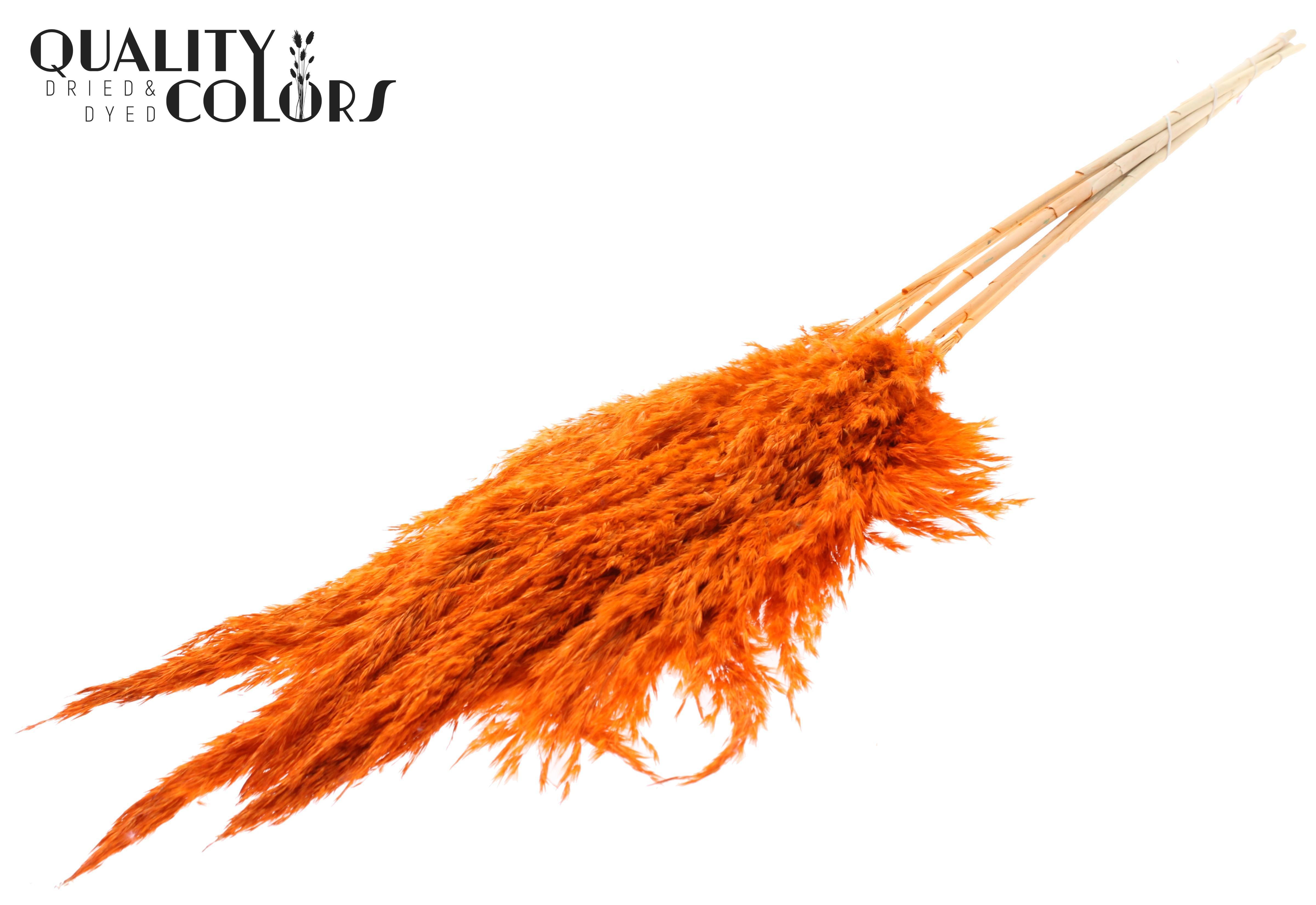 Pampas Grass Orange Per Bunch 100cm