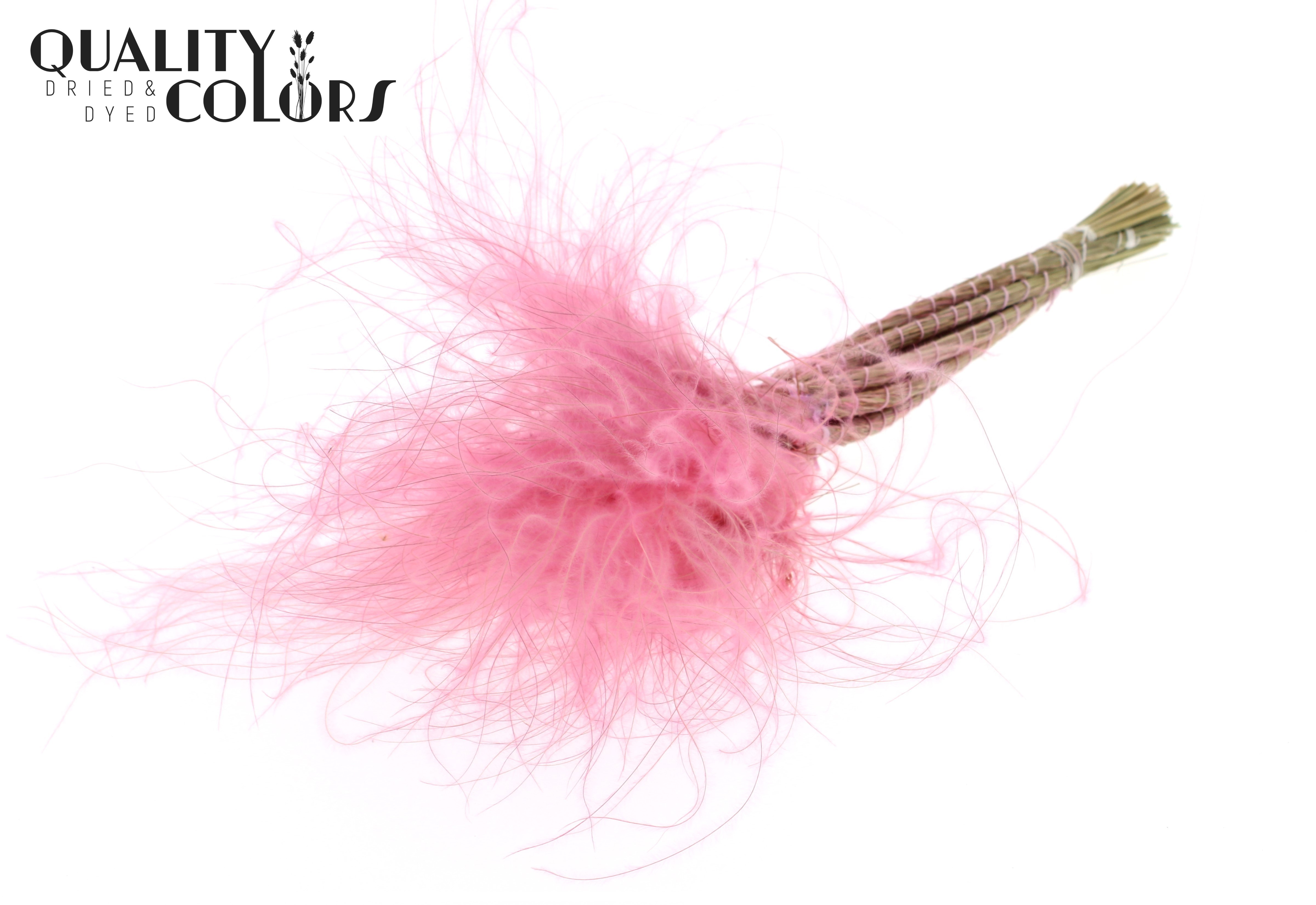 Stypha Pink Per Bunch 60cm