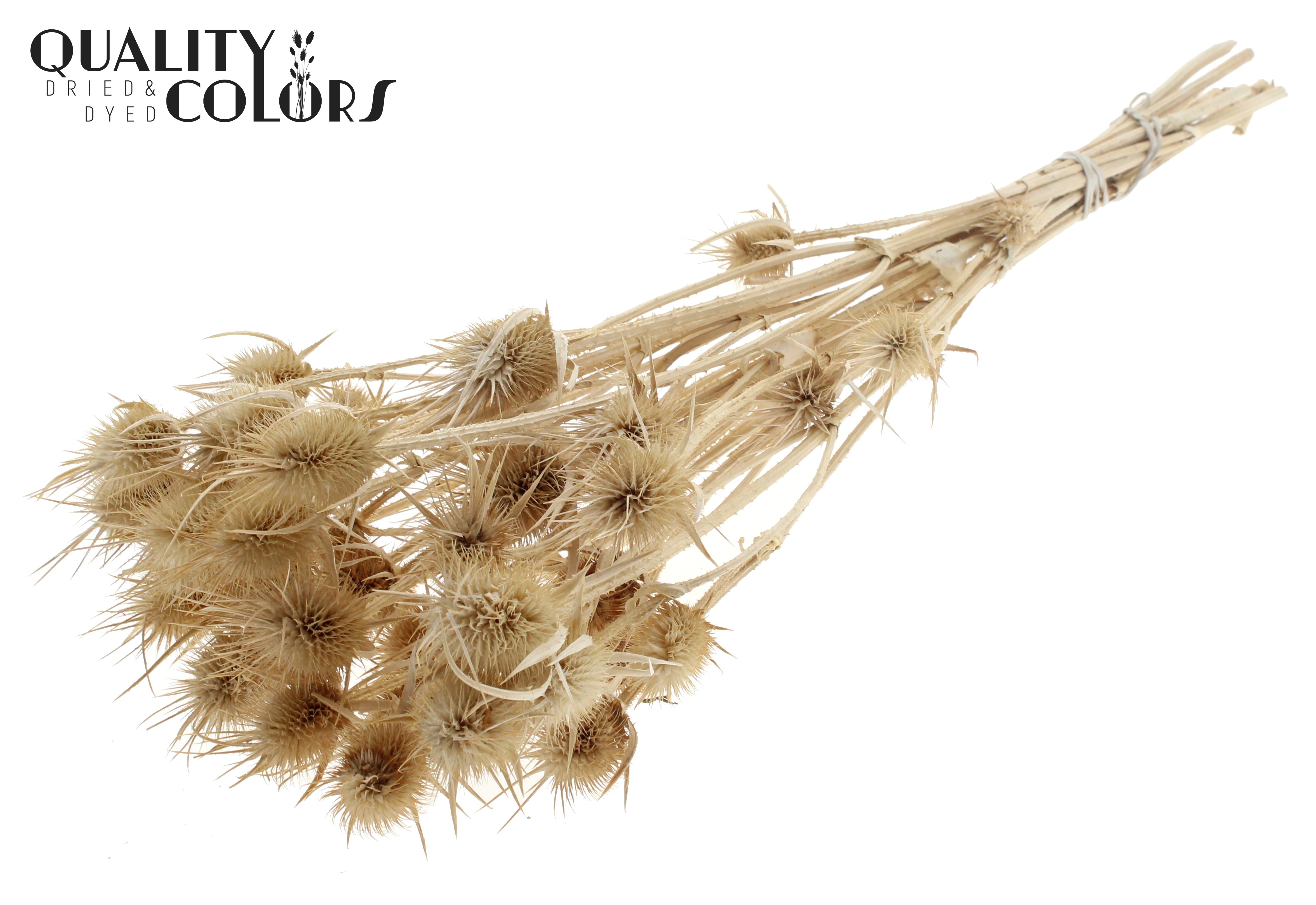 Eryngium Bleached Per Bunch 55cm