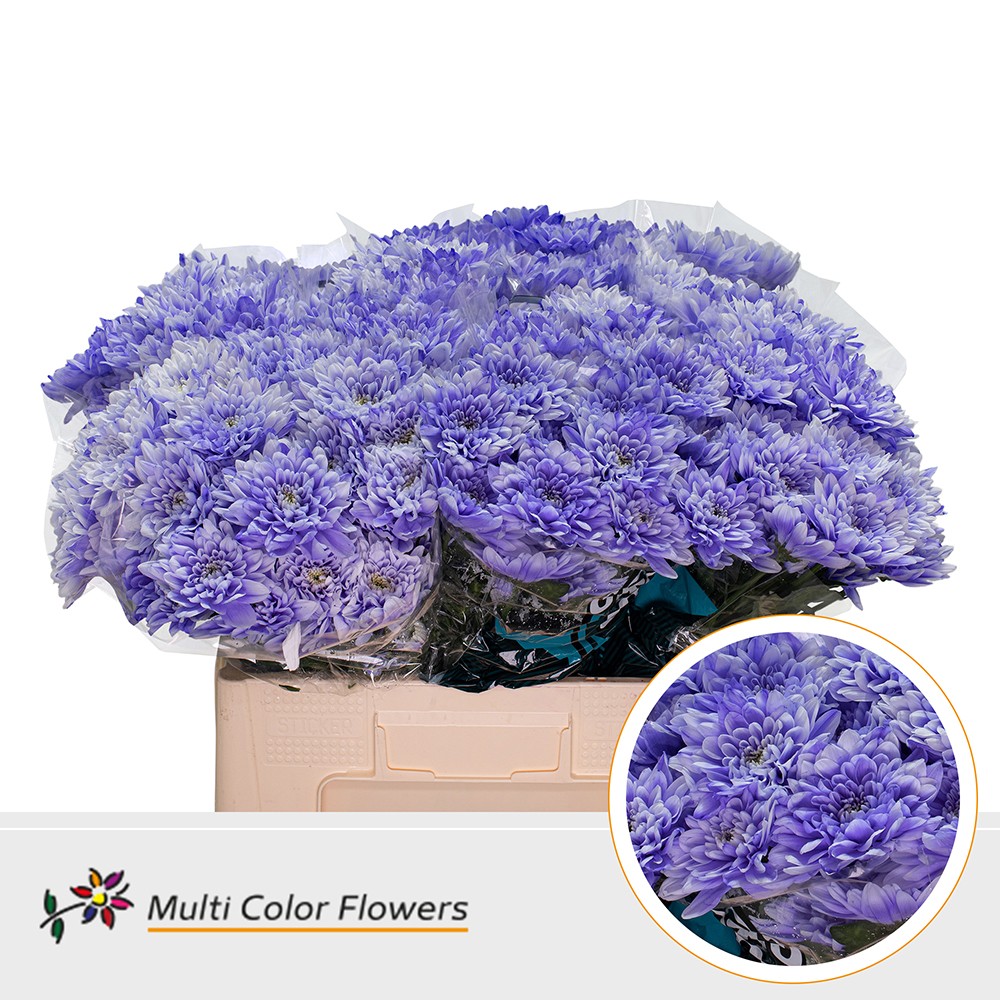 Chrysanth Spray Painted Baltica Pastel Milka 60cm