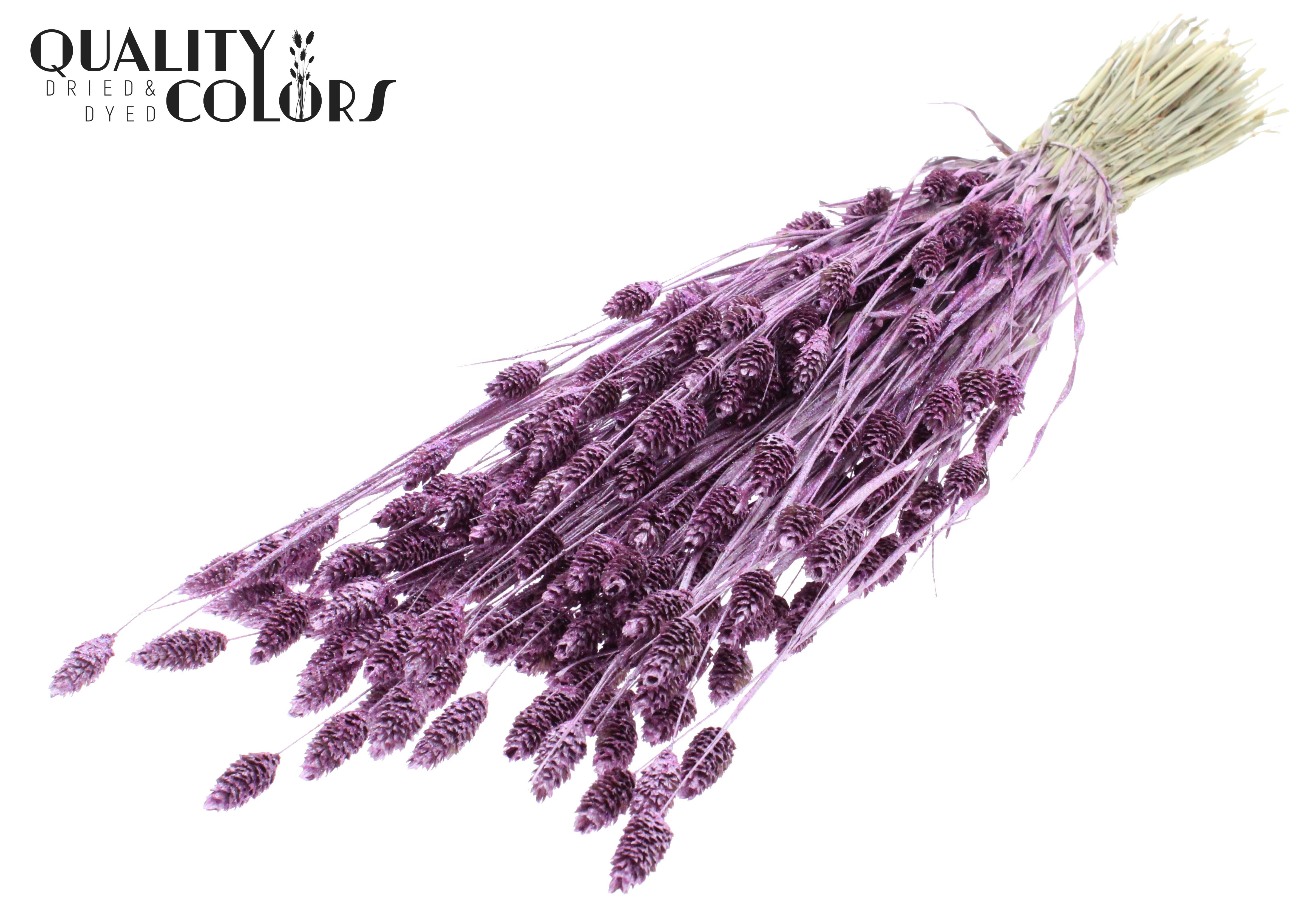 Phalaris Metallic Pink + Glitter Per Bunch 60cm 220gr.