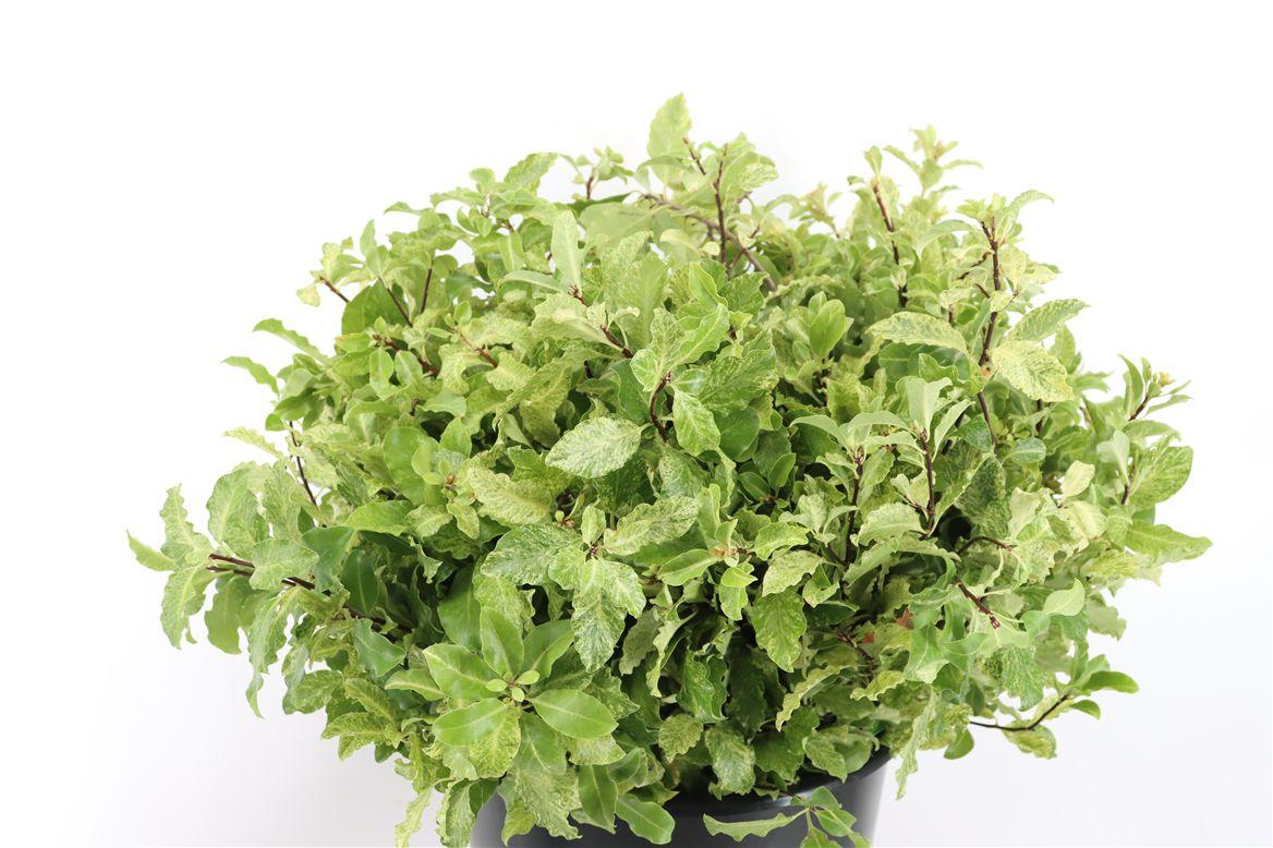 Pittosp Nevato Wit 150gr P Bunch