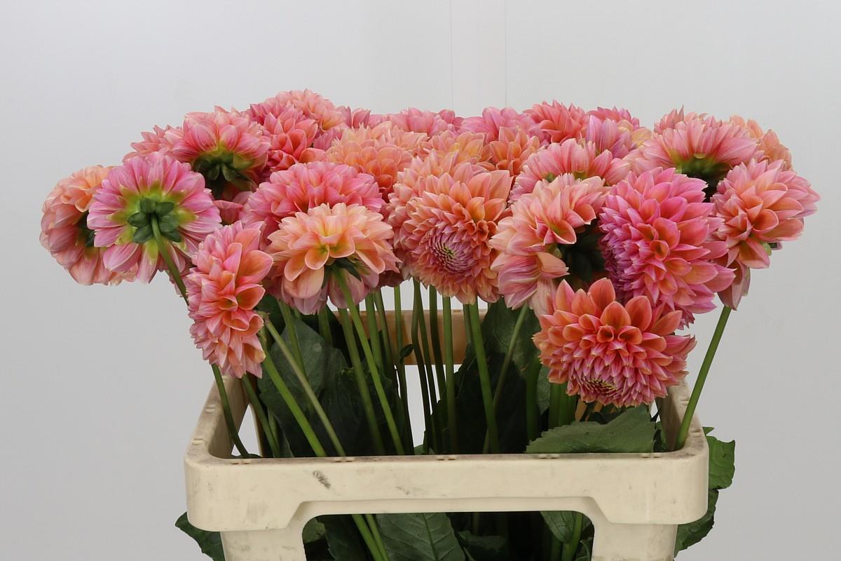 Dahlia Linda's Baby