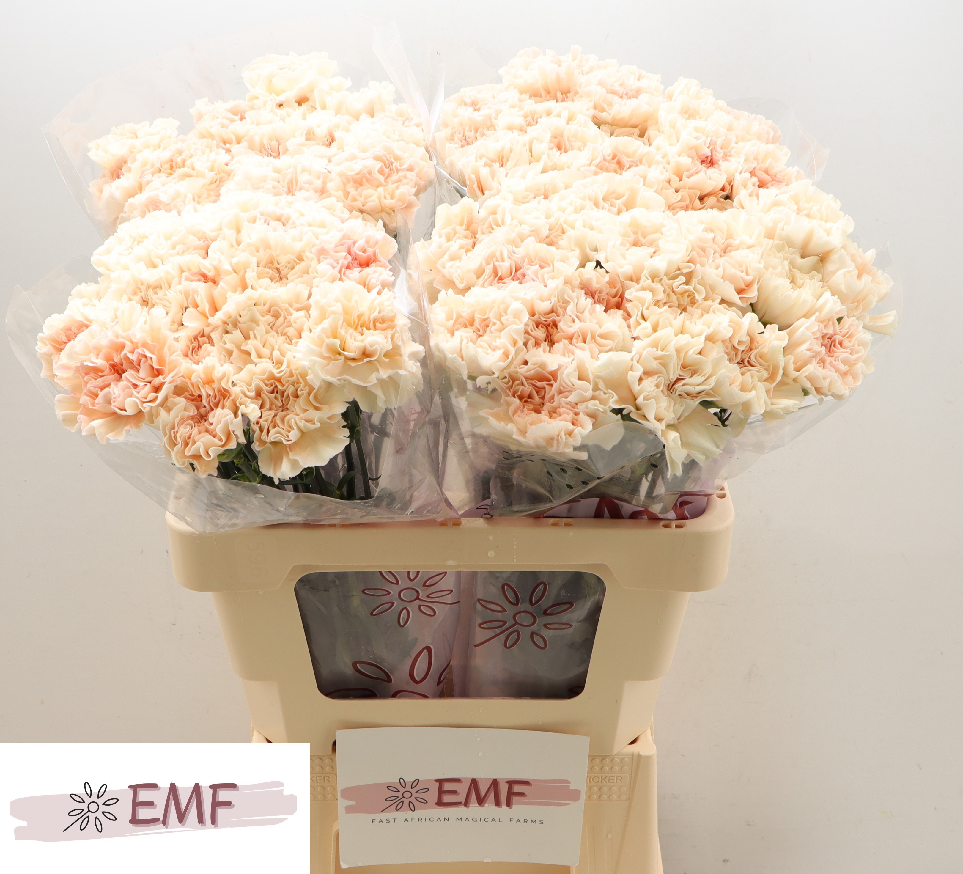 Dianthus Single Peach Tea+ 60cm