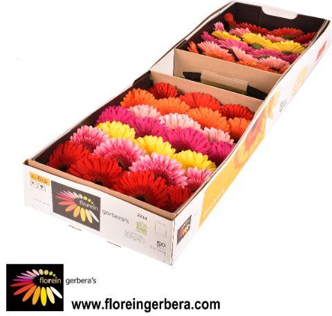Ge Gr Mix Droge Doos 50