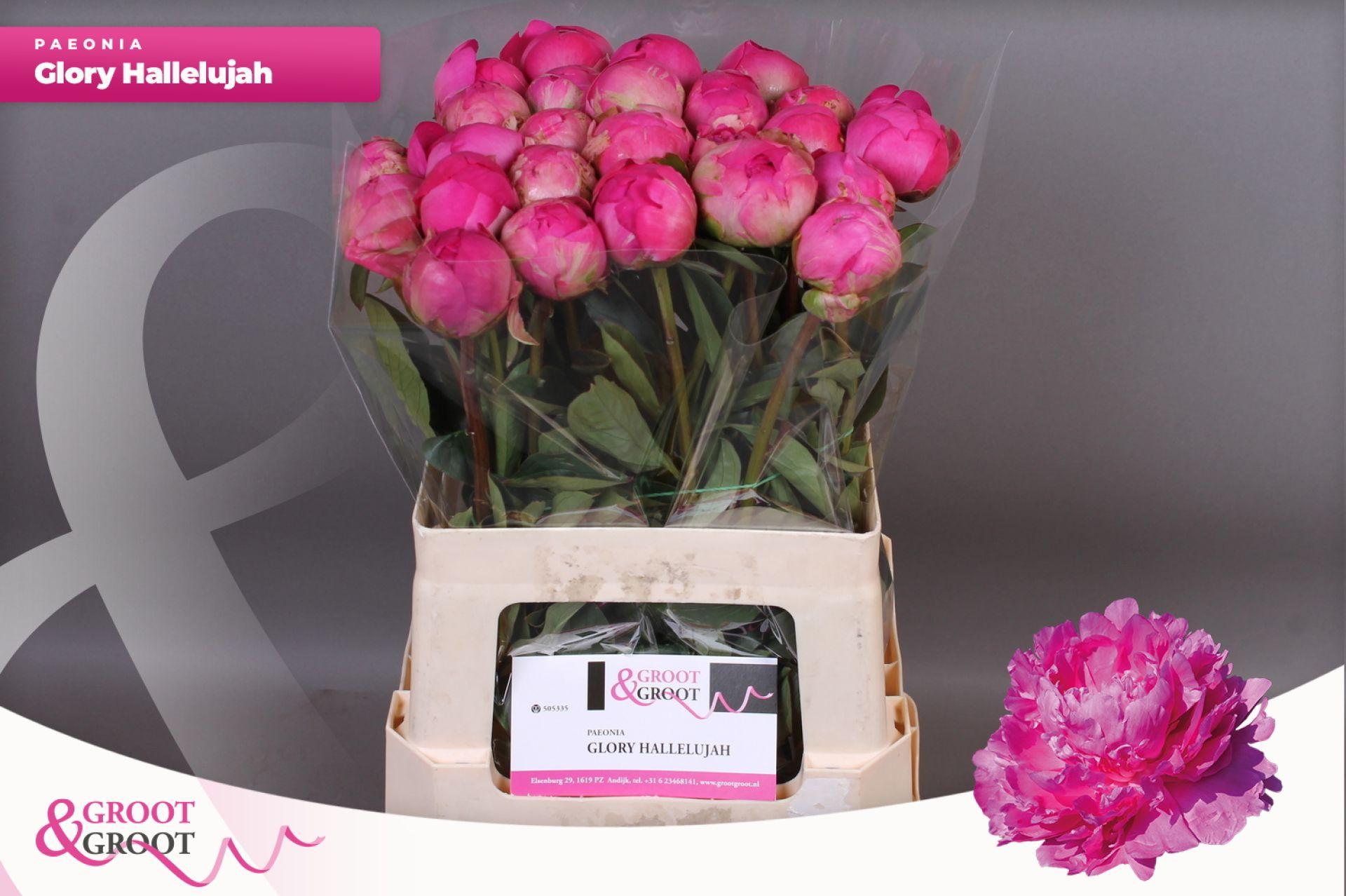 Paeonia Glory Hallelujah | Heavy Quality