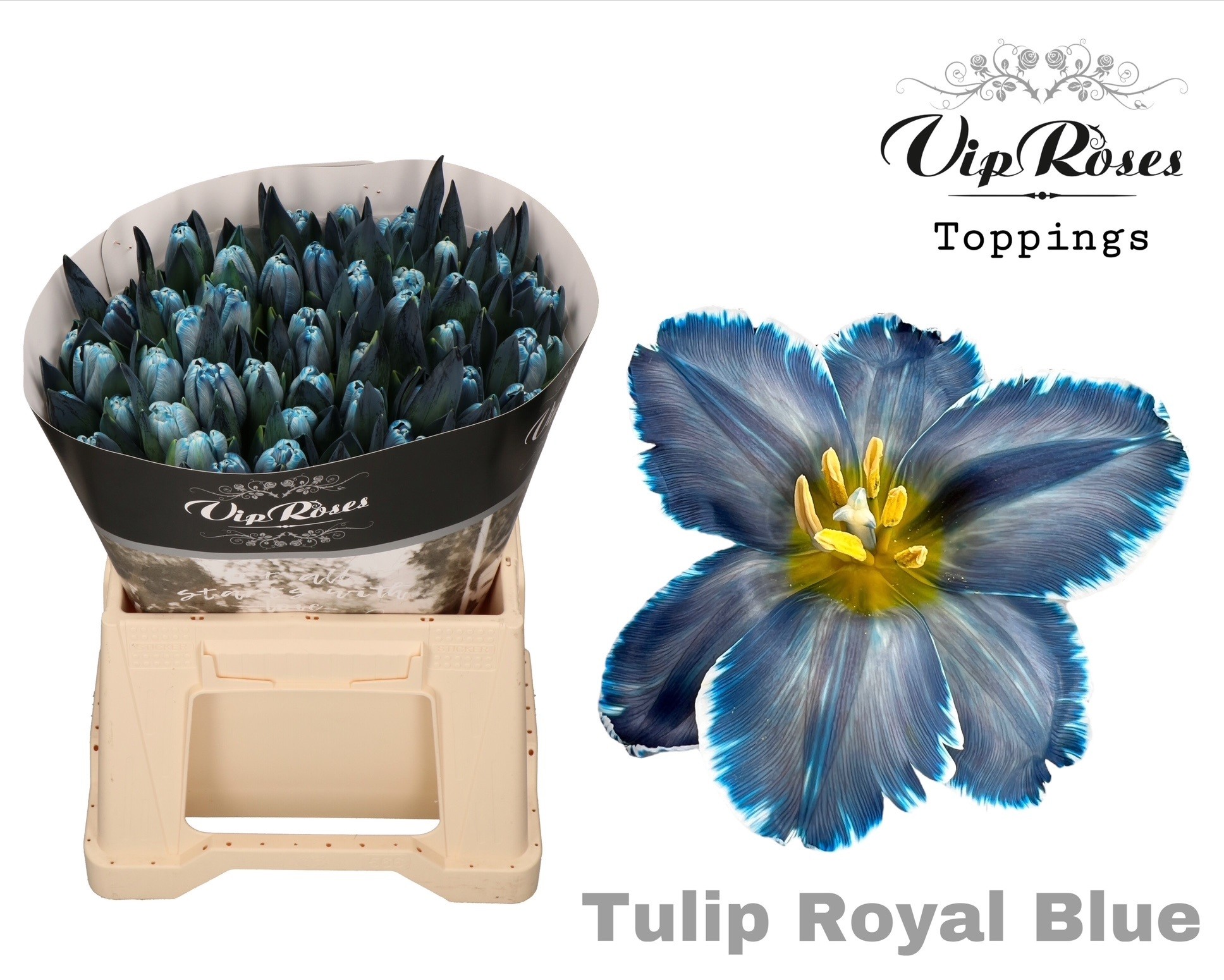 Tu En A Royal Blue 40 cm