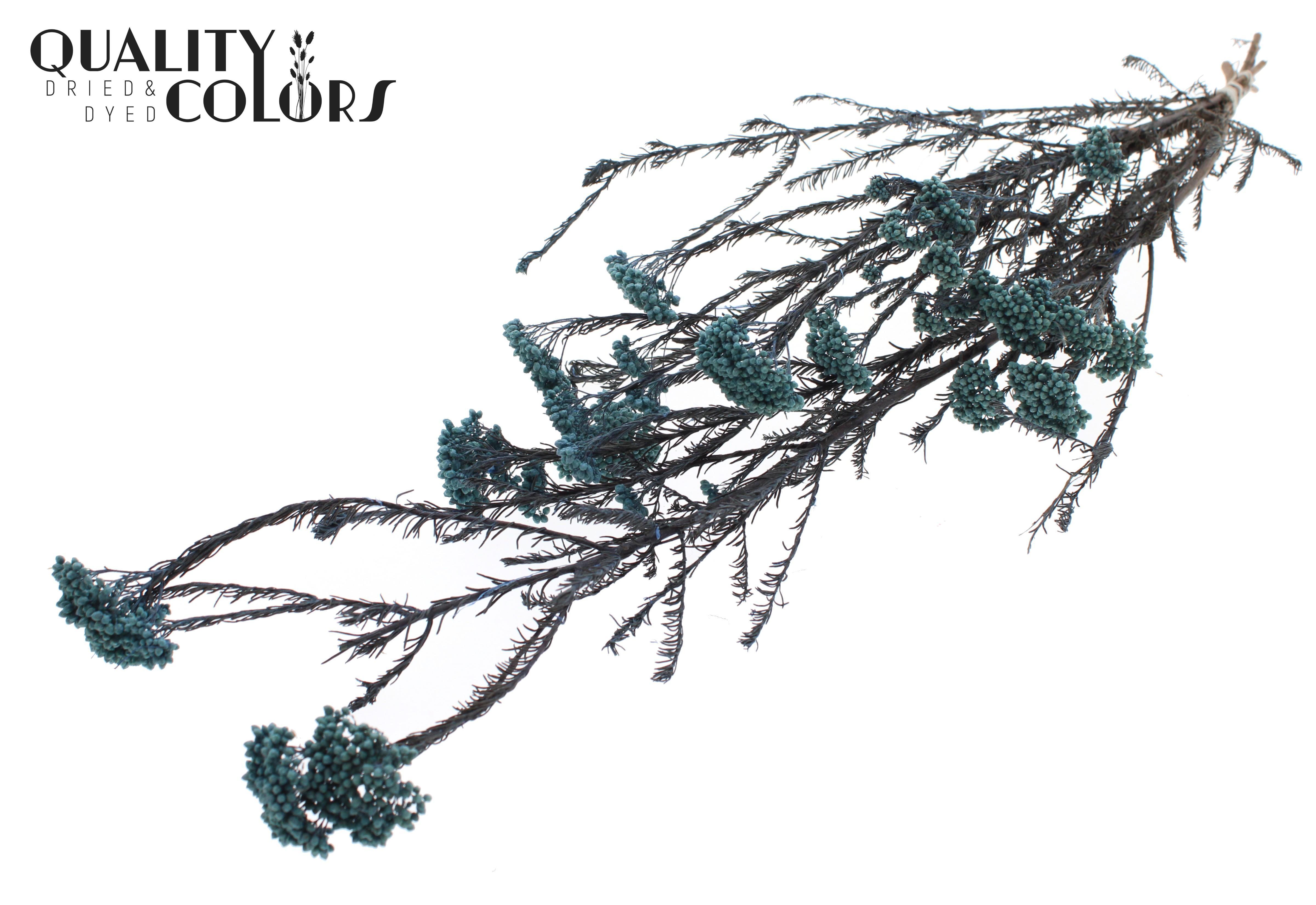Ozothamnus Light Blue Per Bunch 70cm