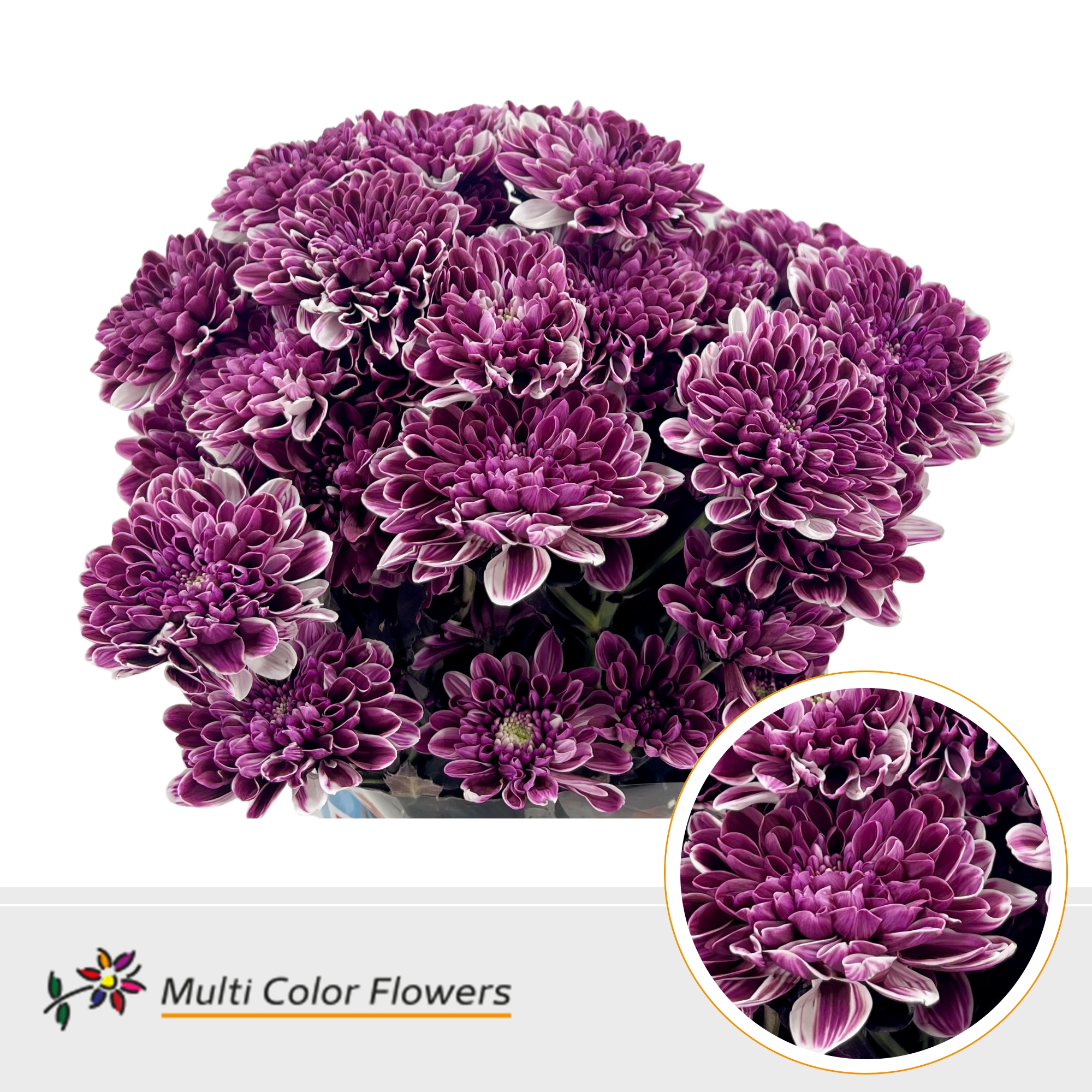 Chrysanth Spray Painted Altaj Dark Cherry 60cm