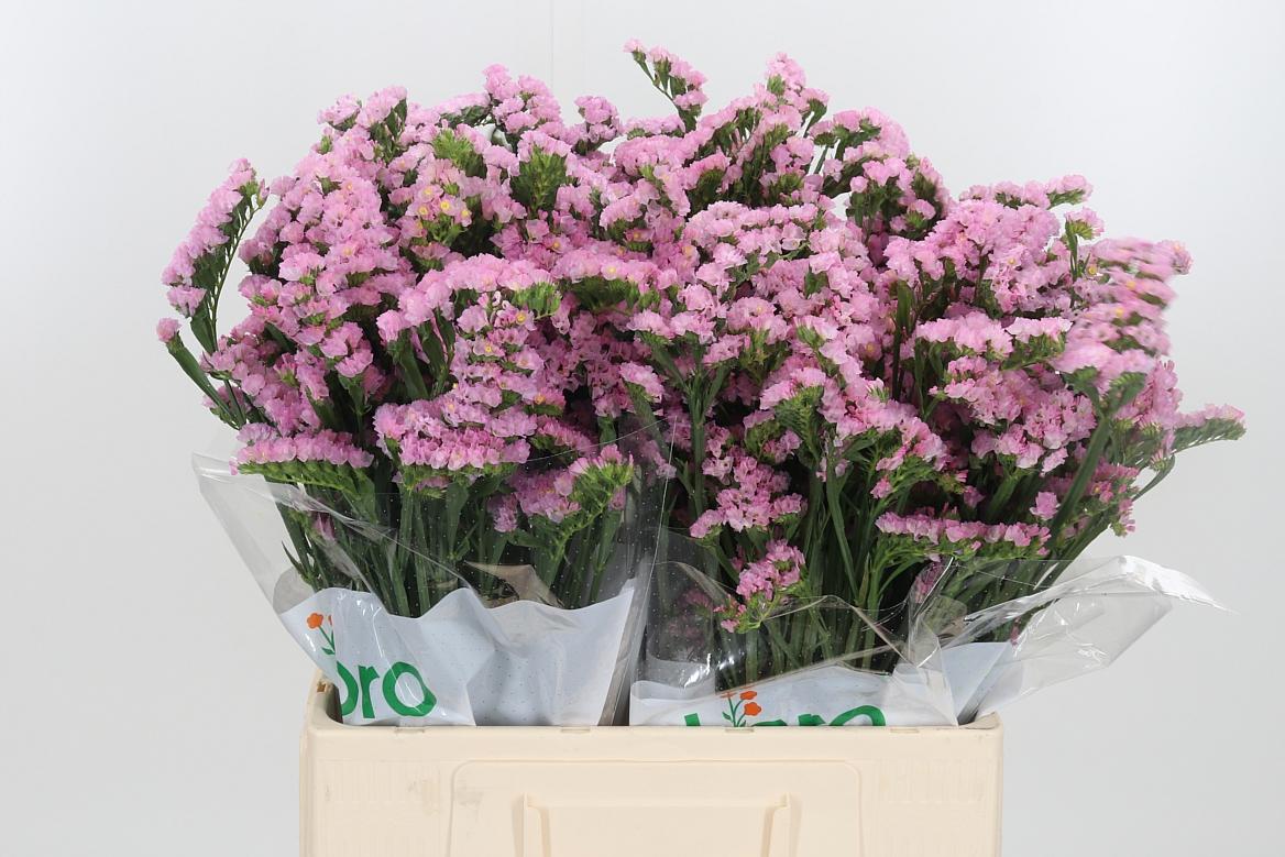 Lim S Lucia Pink