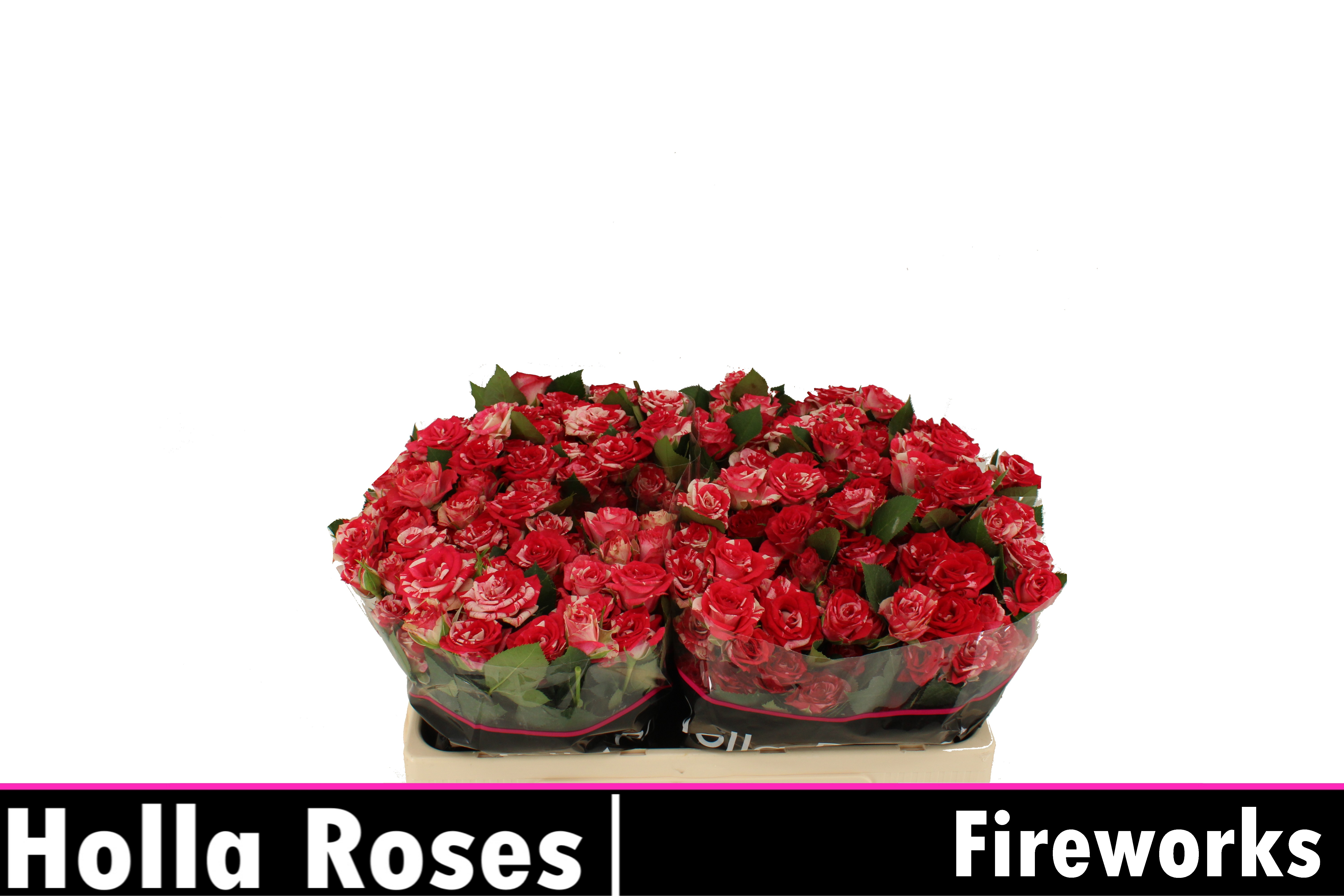 Rosa Spr Fireworks 50cm