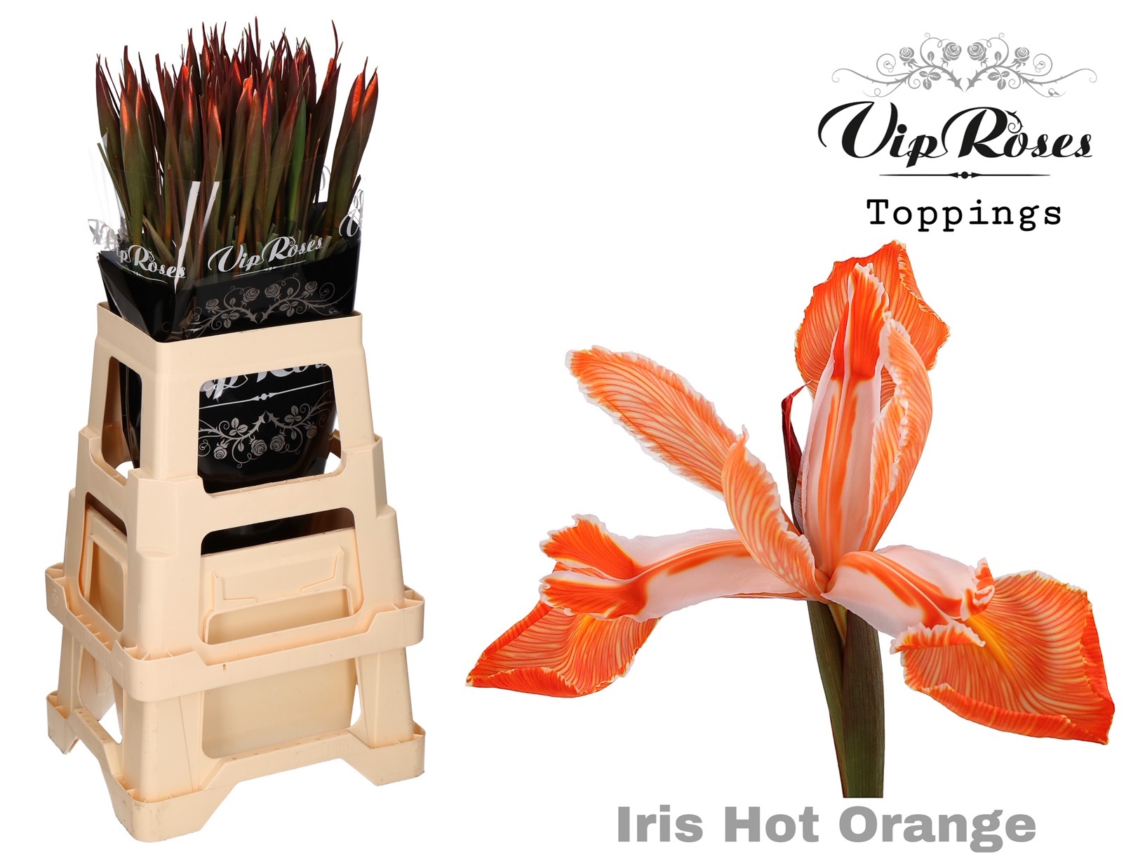 Iris Hot Orange 55 cm