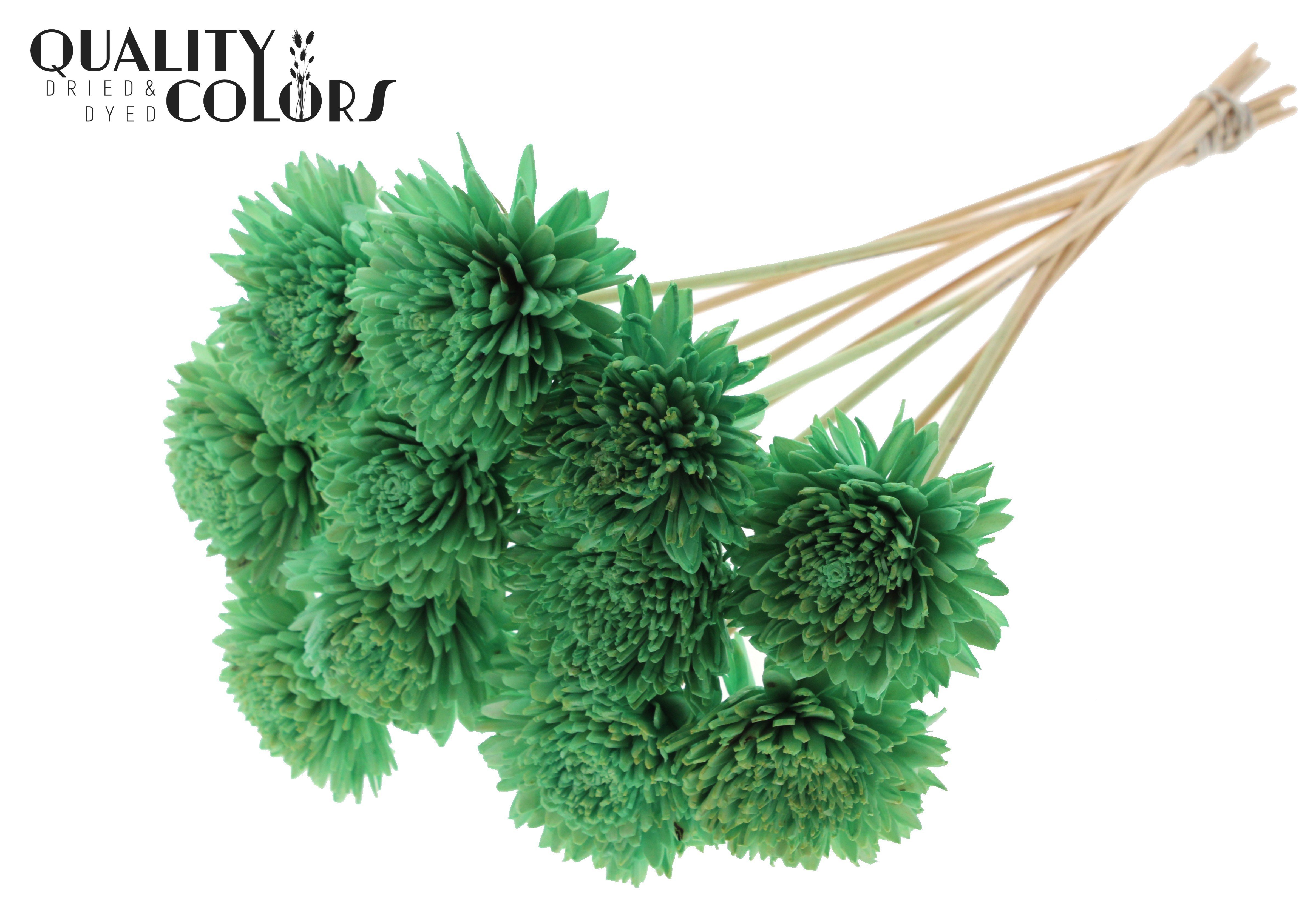 Shola Zinia Mint Green 50cm