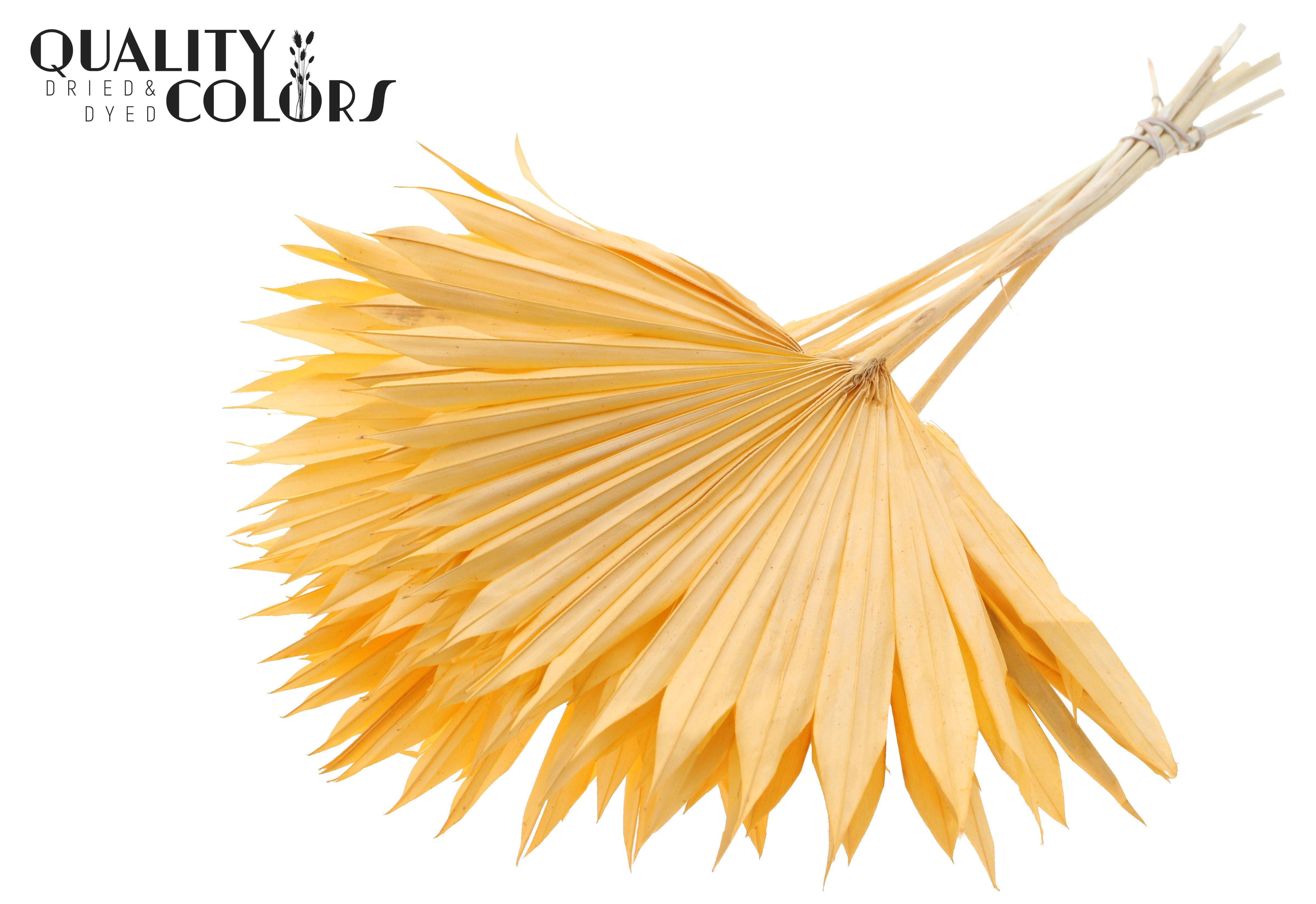 Palm Sun Intense Salmon 50cm