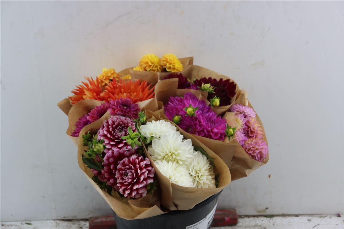 Dahlia Assorti 5pcs Bunch