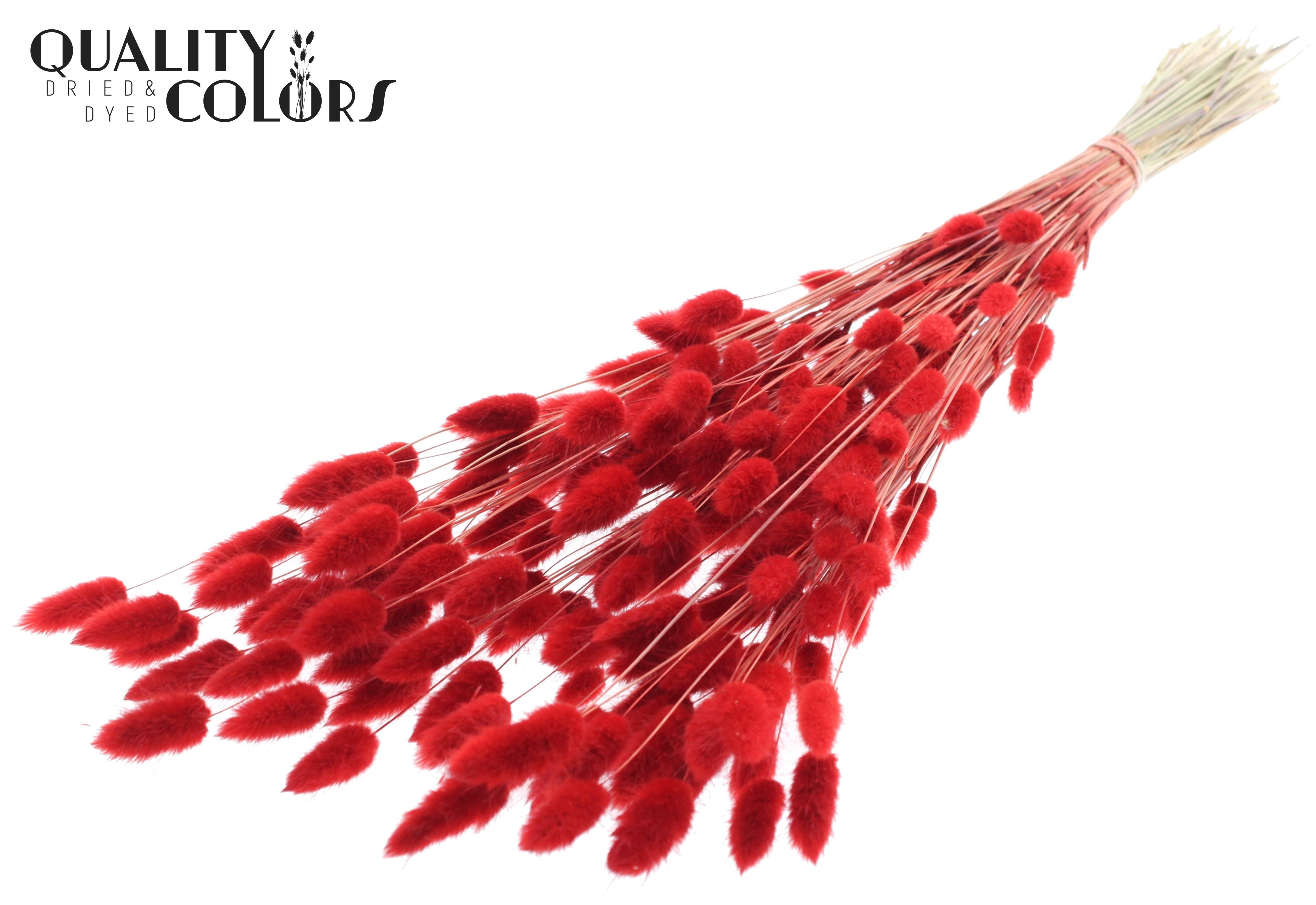 Lagurus Red Per Bunch 70cm