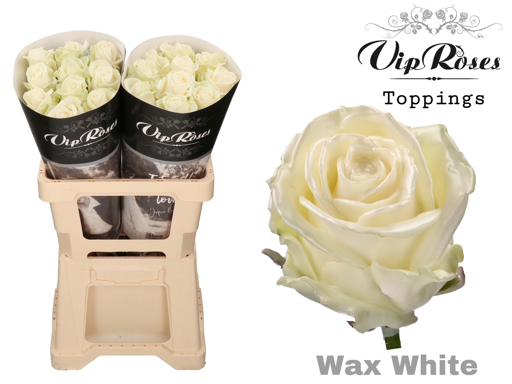 Rosa Waxed Vip White 70cm
