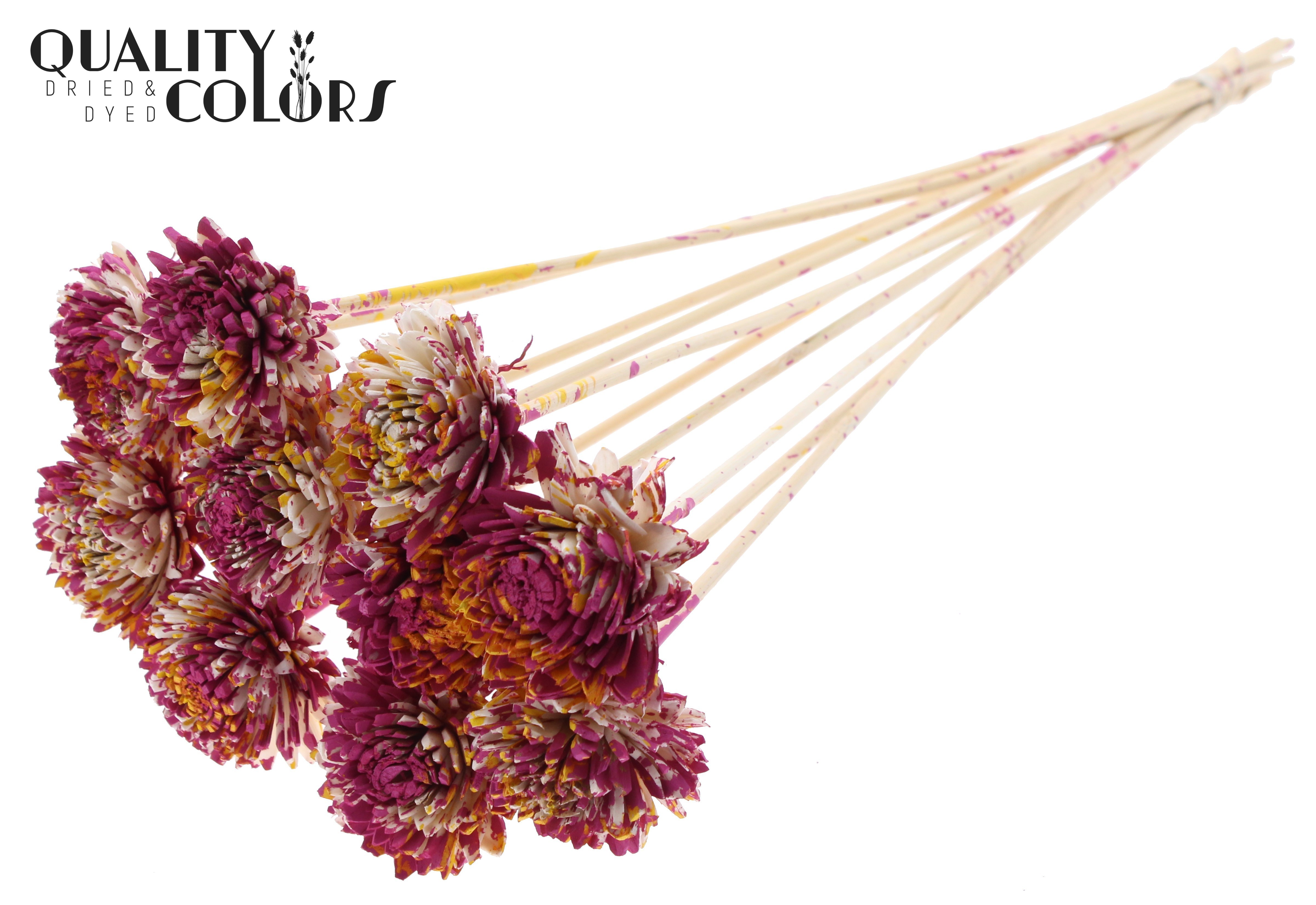 Shola Zinia Multicolour Cerise Yellow 50cm