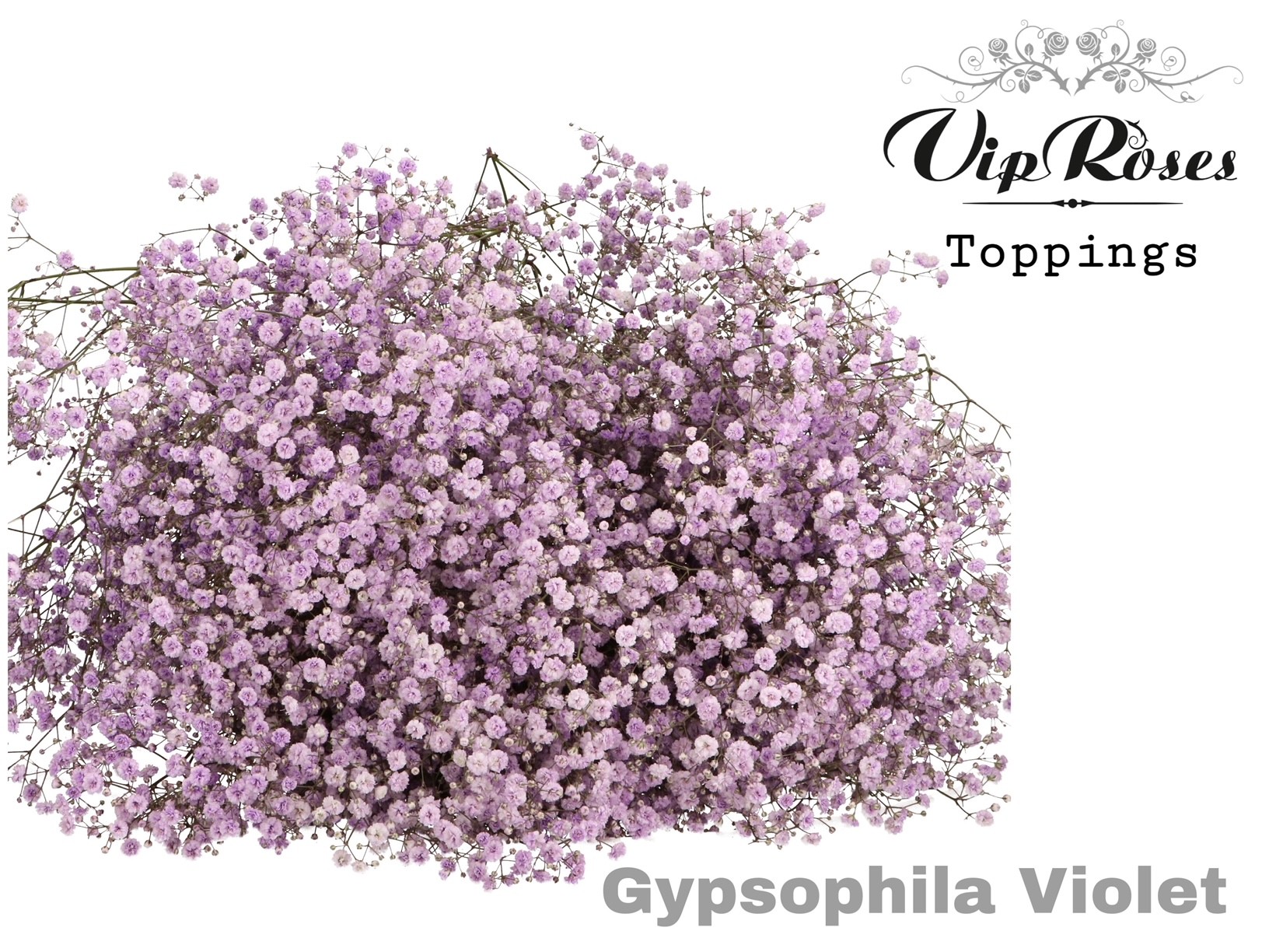 Gyps Pa Violet 80 cm