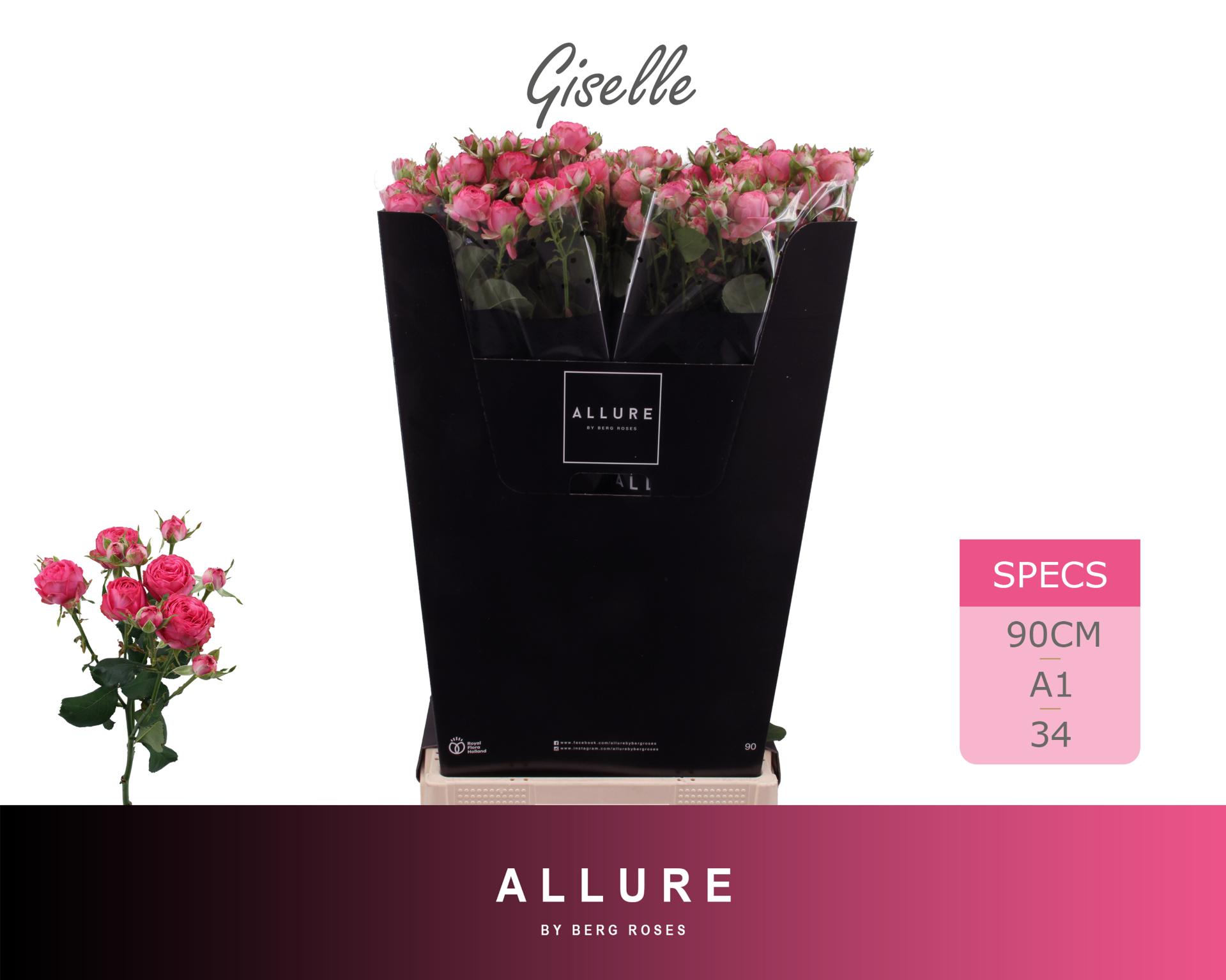 Rosa Spr Giselle 90cm