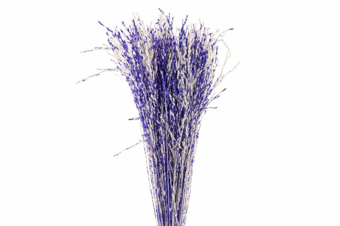 Dried Artz Rice Grass Matisse Bunch