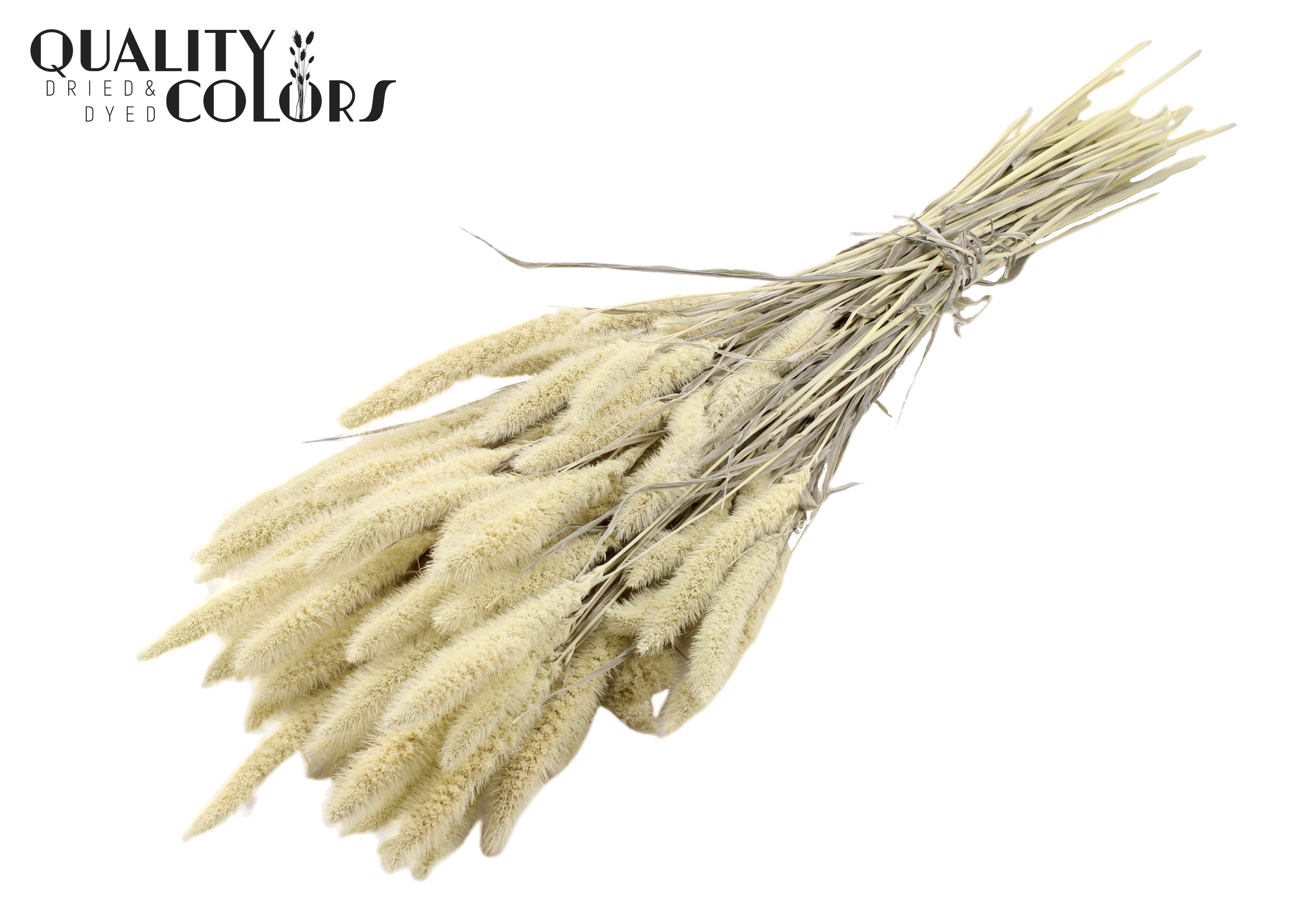 Setaria Intense White Per Bunch 70cm