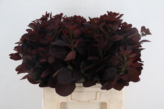 Cotinus Coggygria Royal Purple 60cm