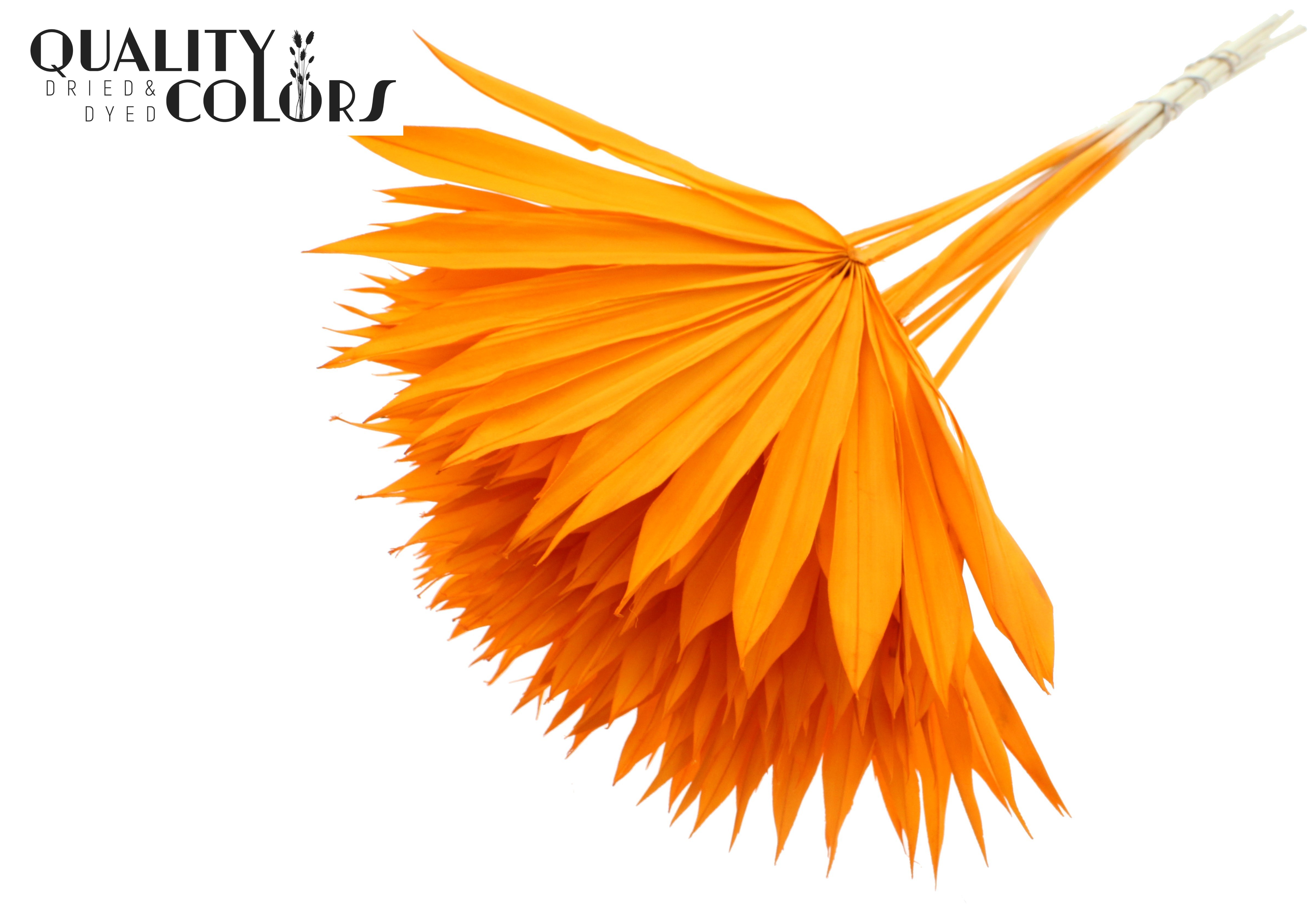 Palm Sun Intense Orange 50cm