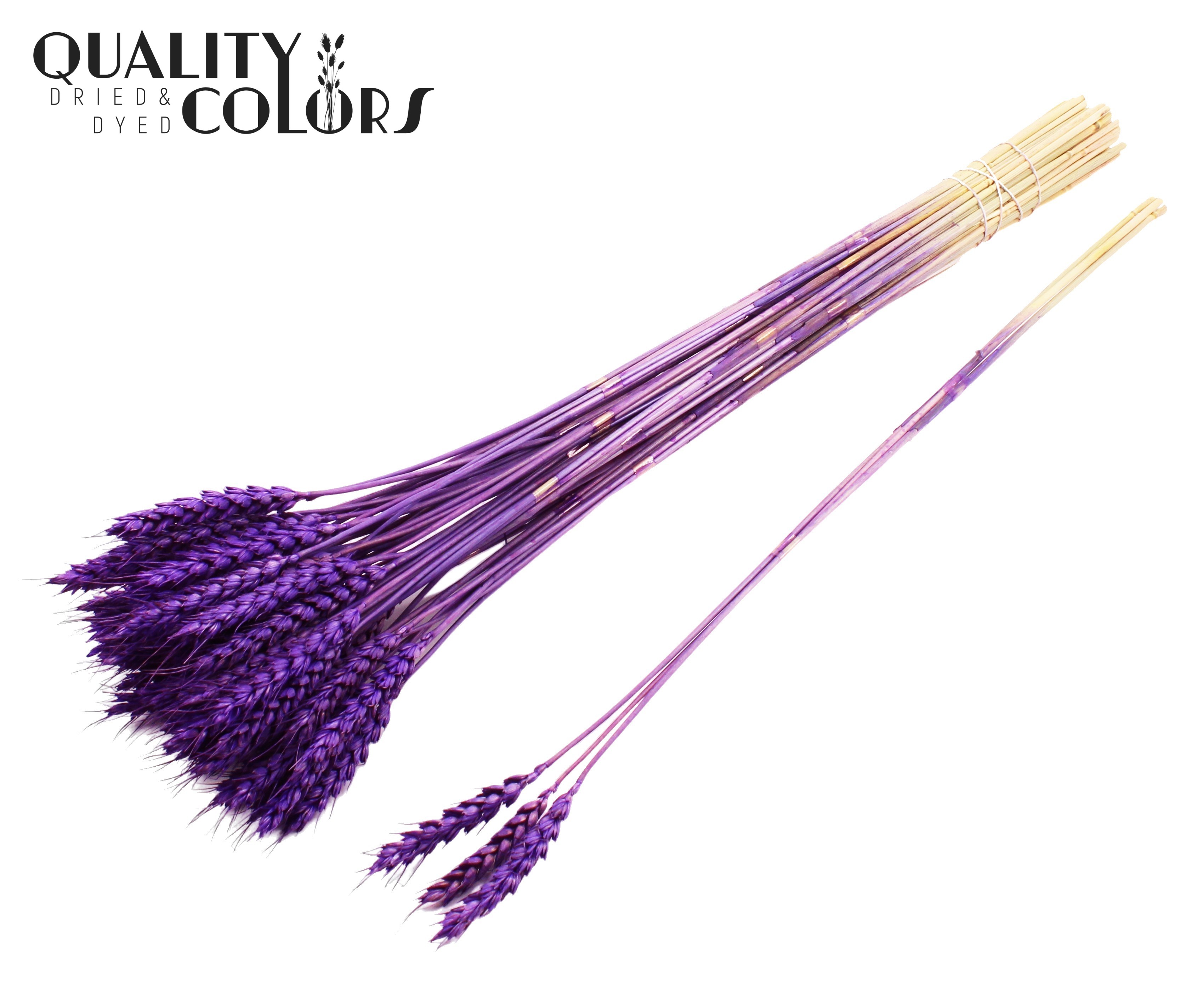 Triticum Tuft Purple 55cm