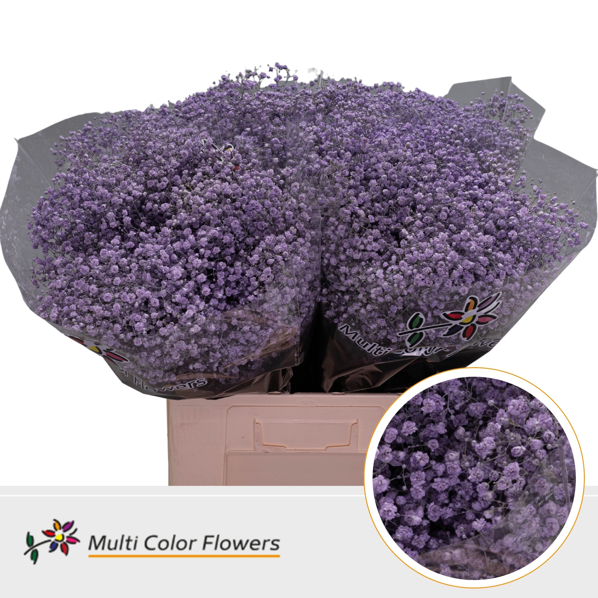 Gypsophila Painted Xlence Milka 70cm