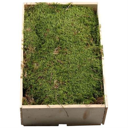 Platmos Houten Kist