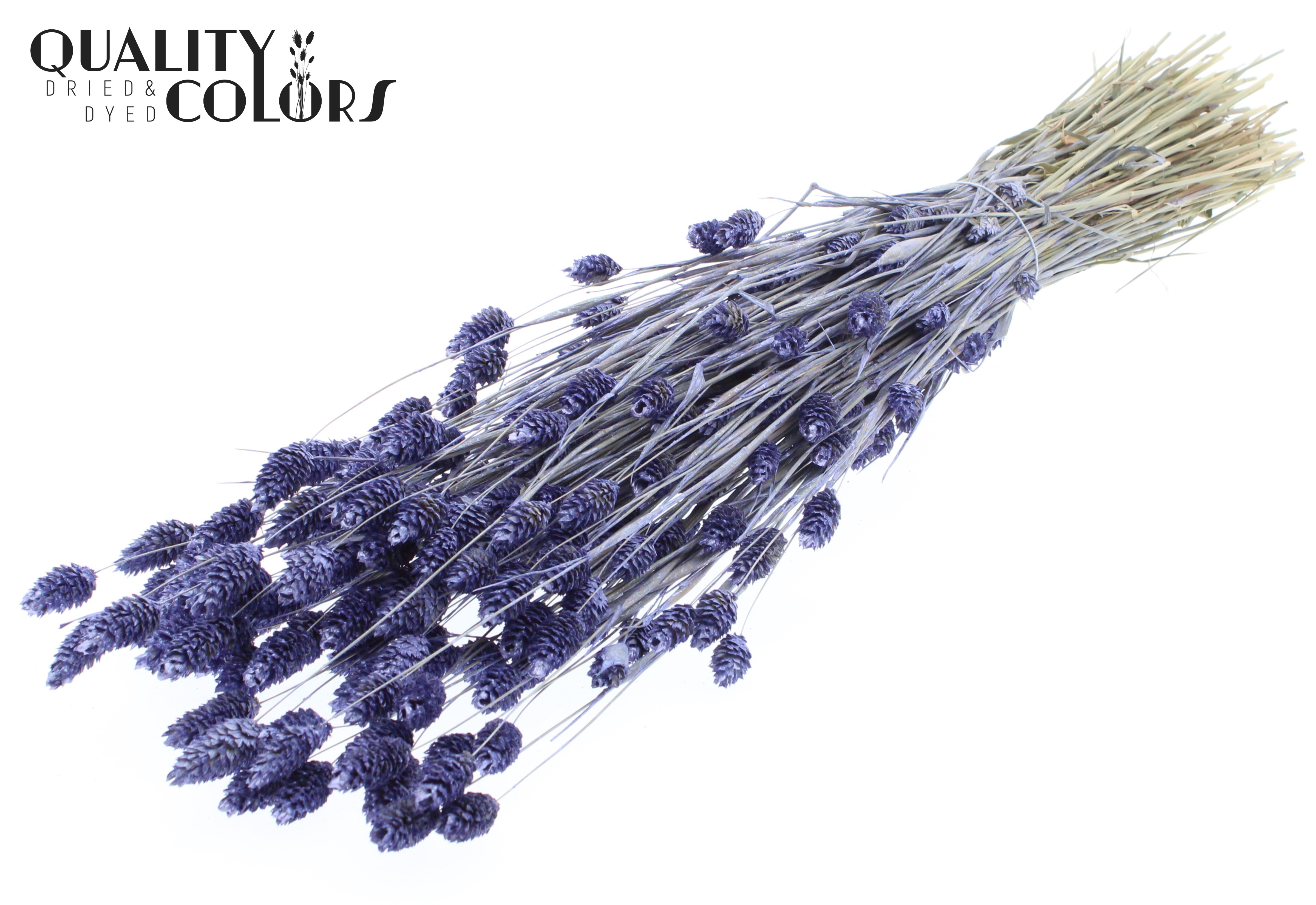 Phalaris Pearl Milka Per Bunch 60cm 220gr.